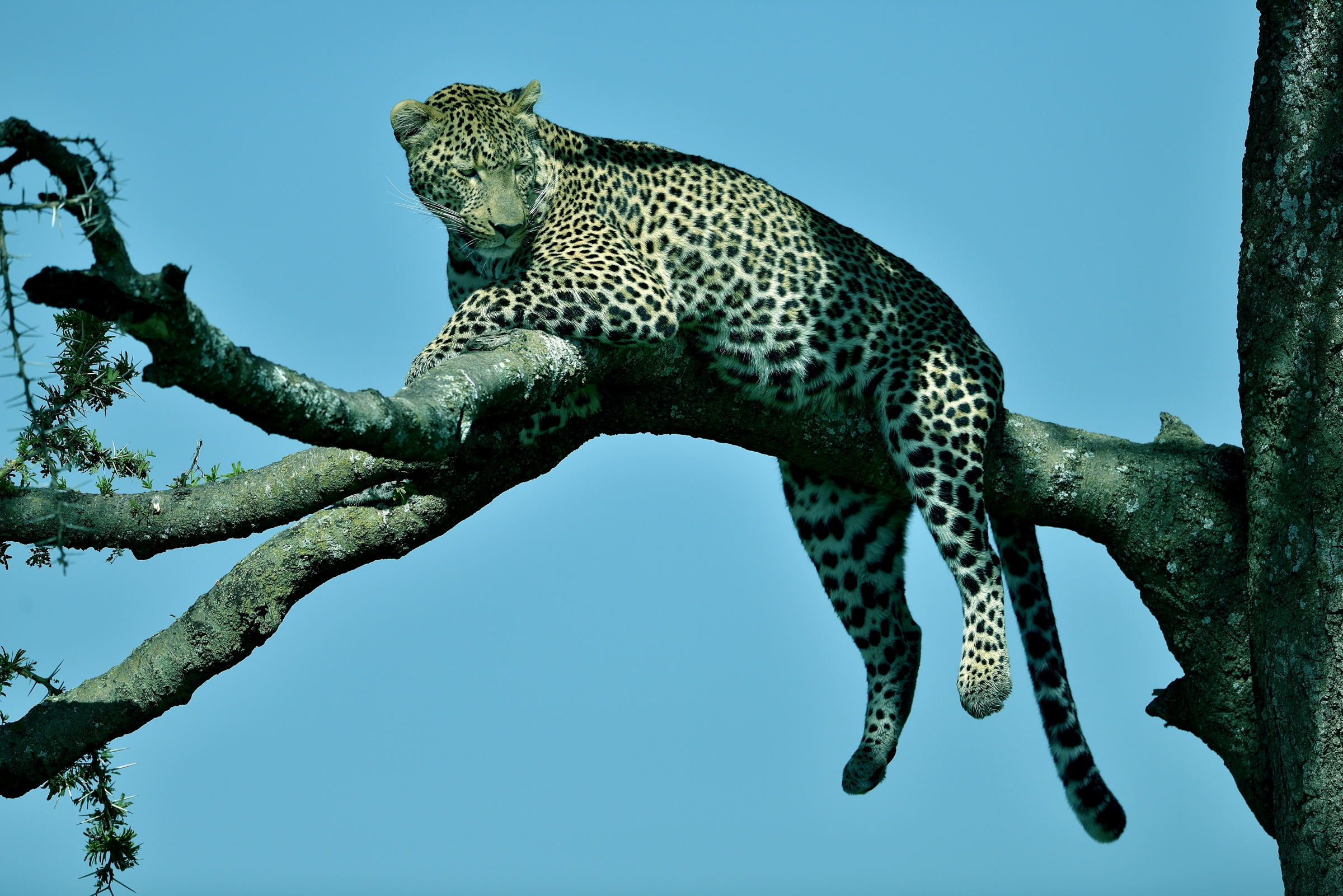 Serengeti - leopardo