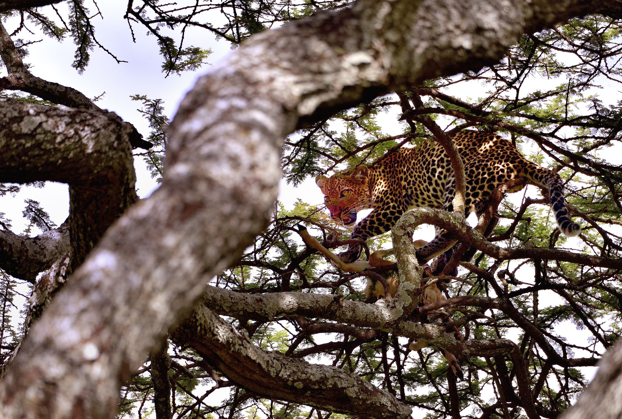 Ngorongoro Cocervation Area - cucciolo di leopardo