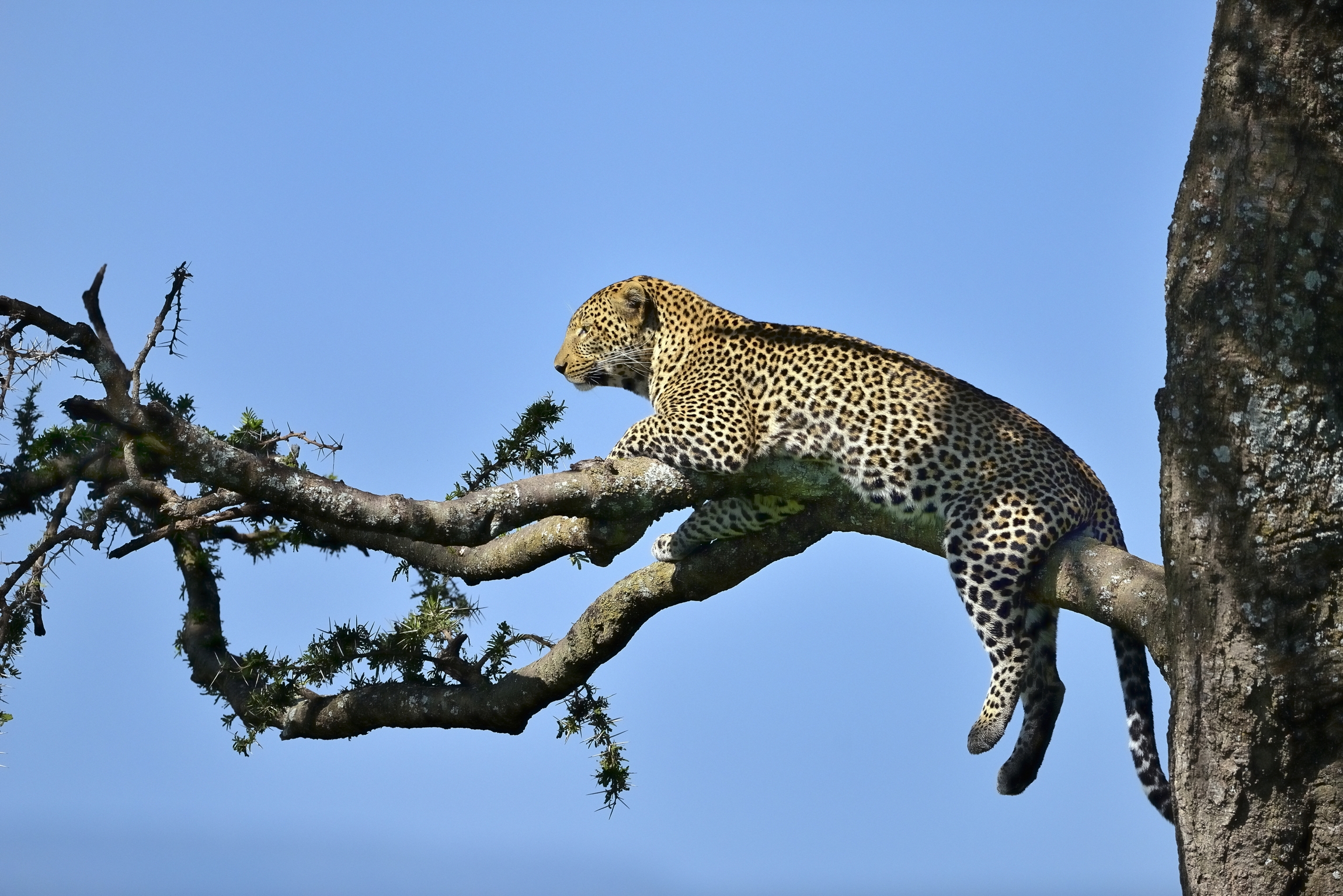 Serengeti - leopardo