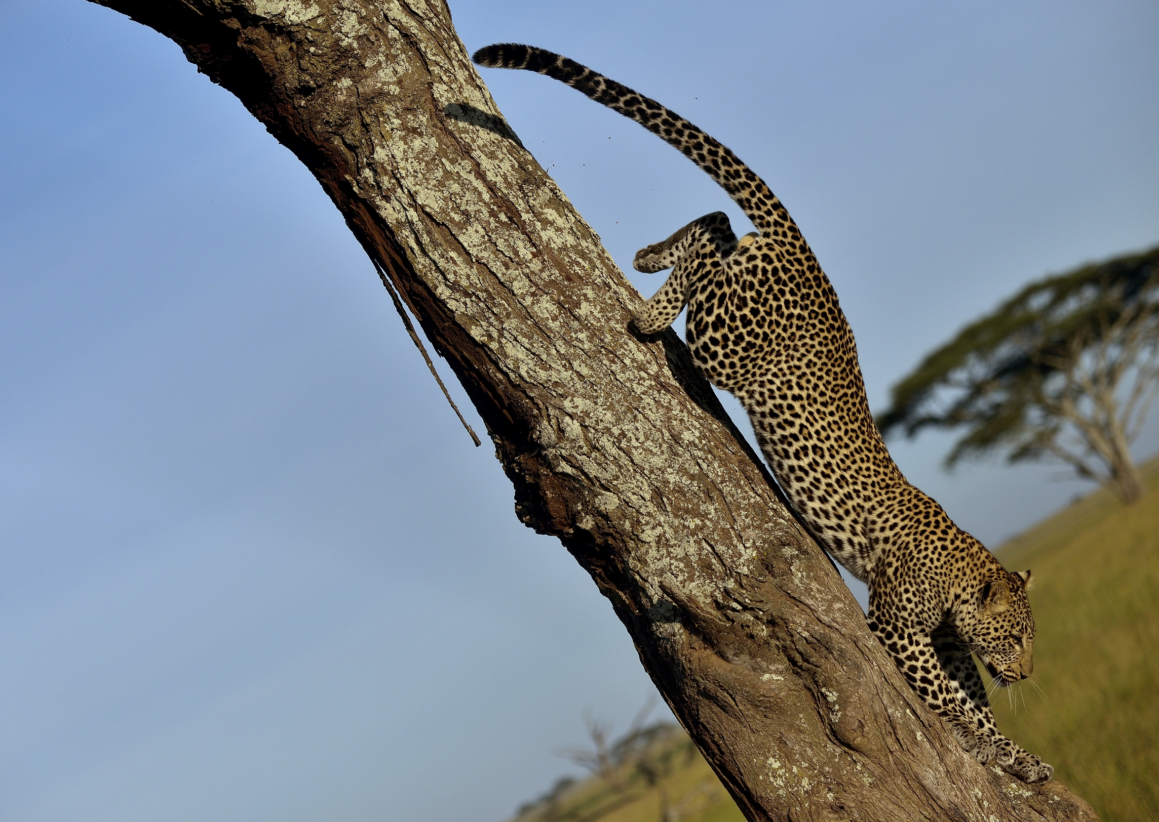 Serengeti - leopardo