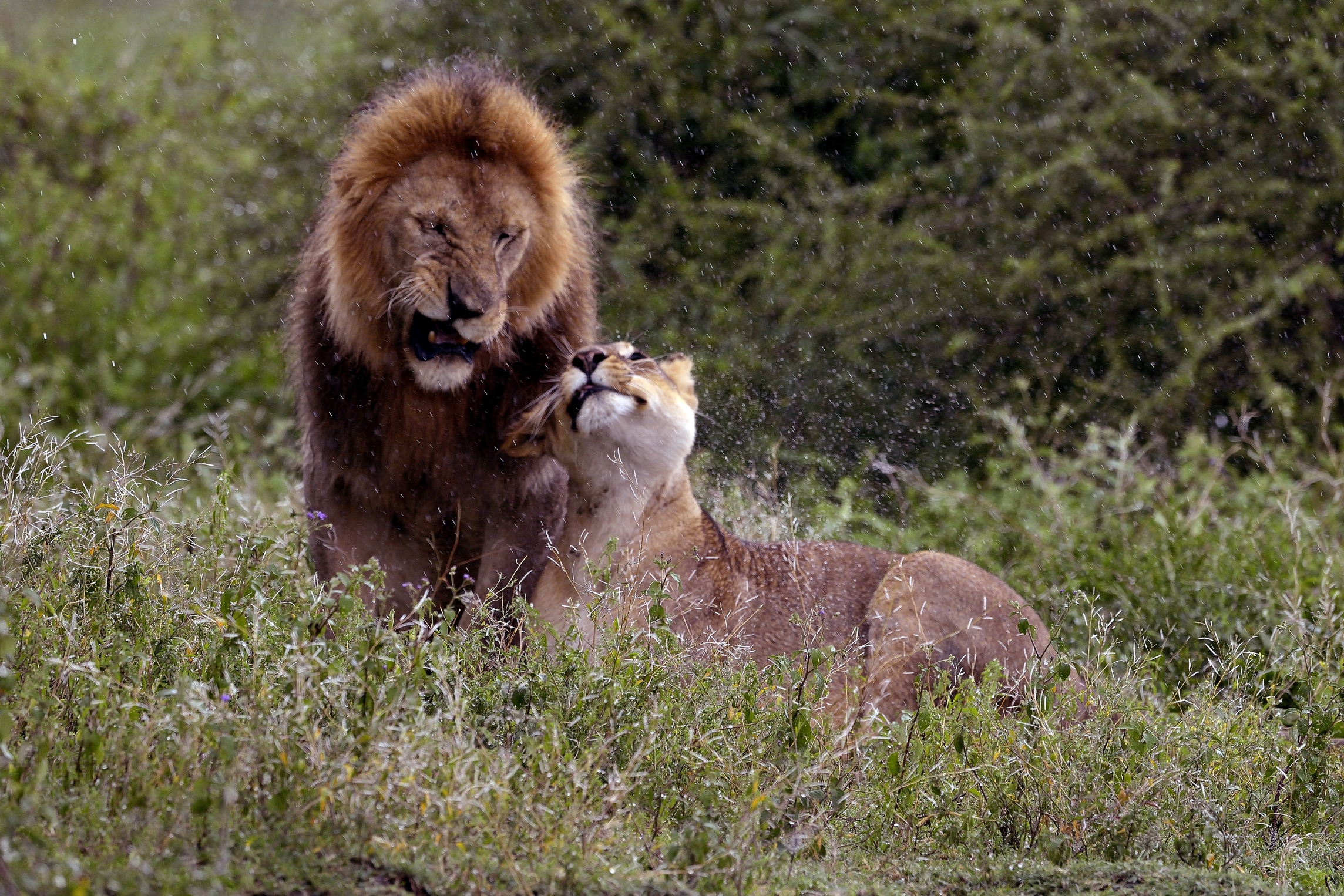 Ngorongoro Conservation Area - Amore sotto la pioggia