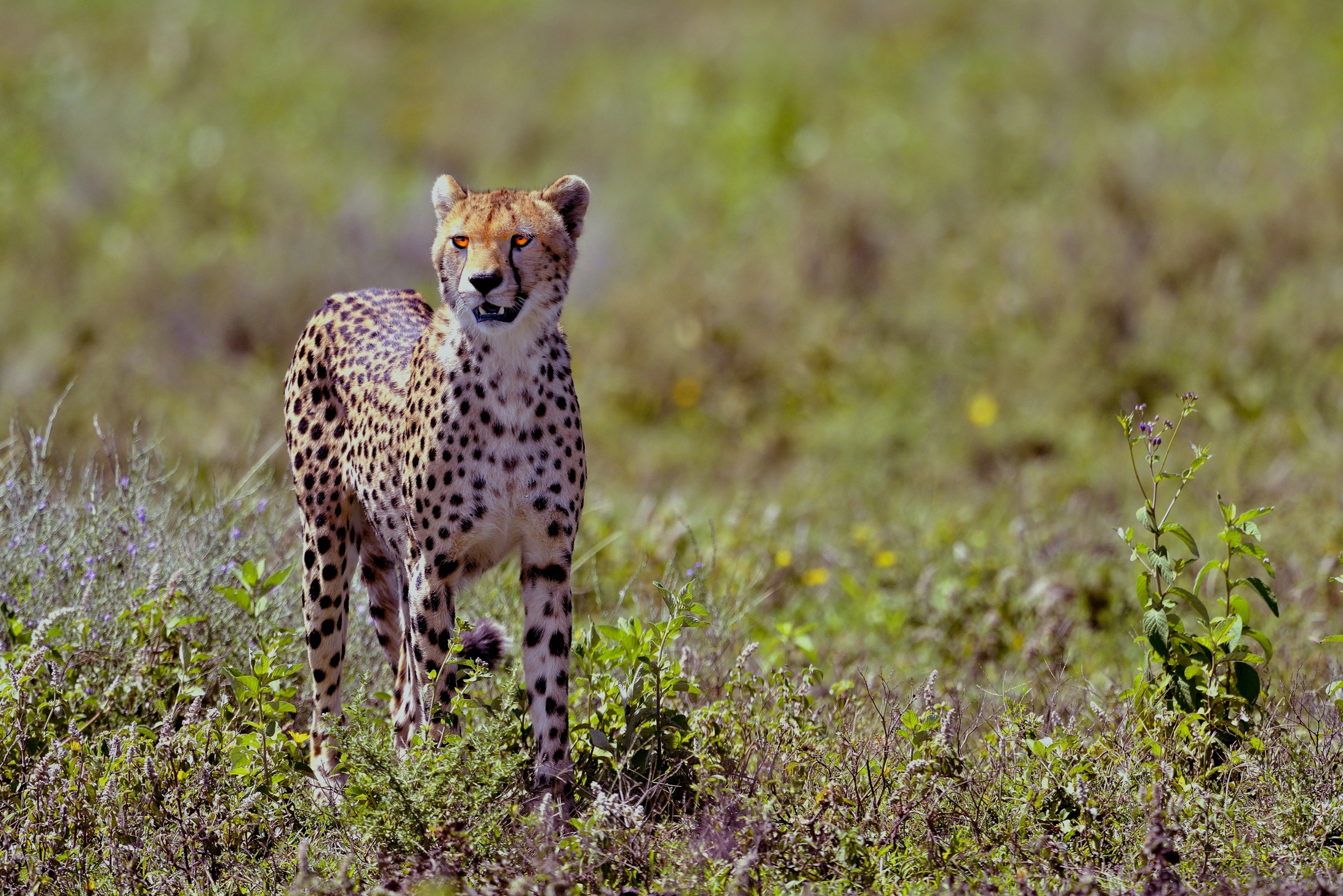 Ngorongoro Conservatio Area - Ghepardo