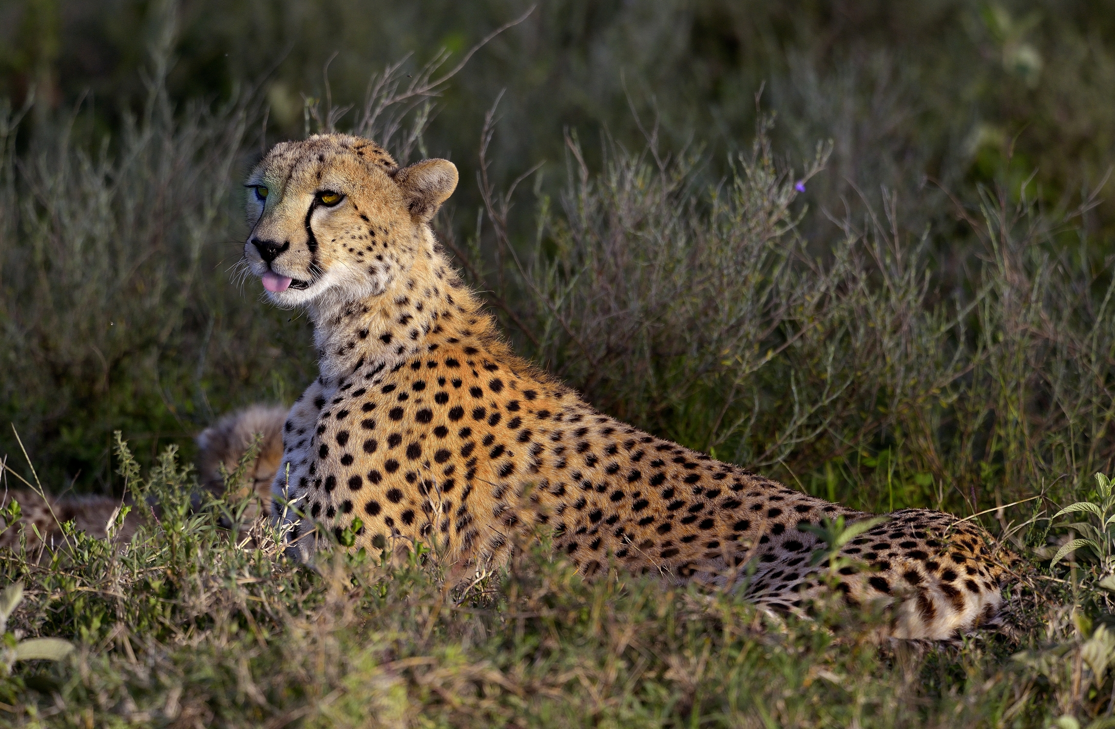 Ngorongoro Conservatio Area - Ghepardo