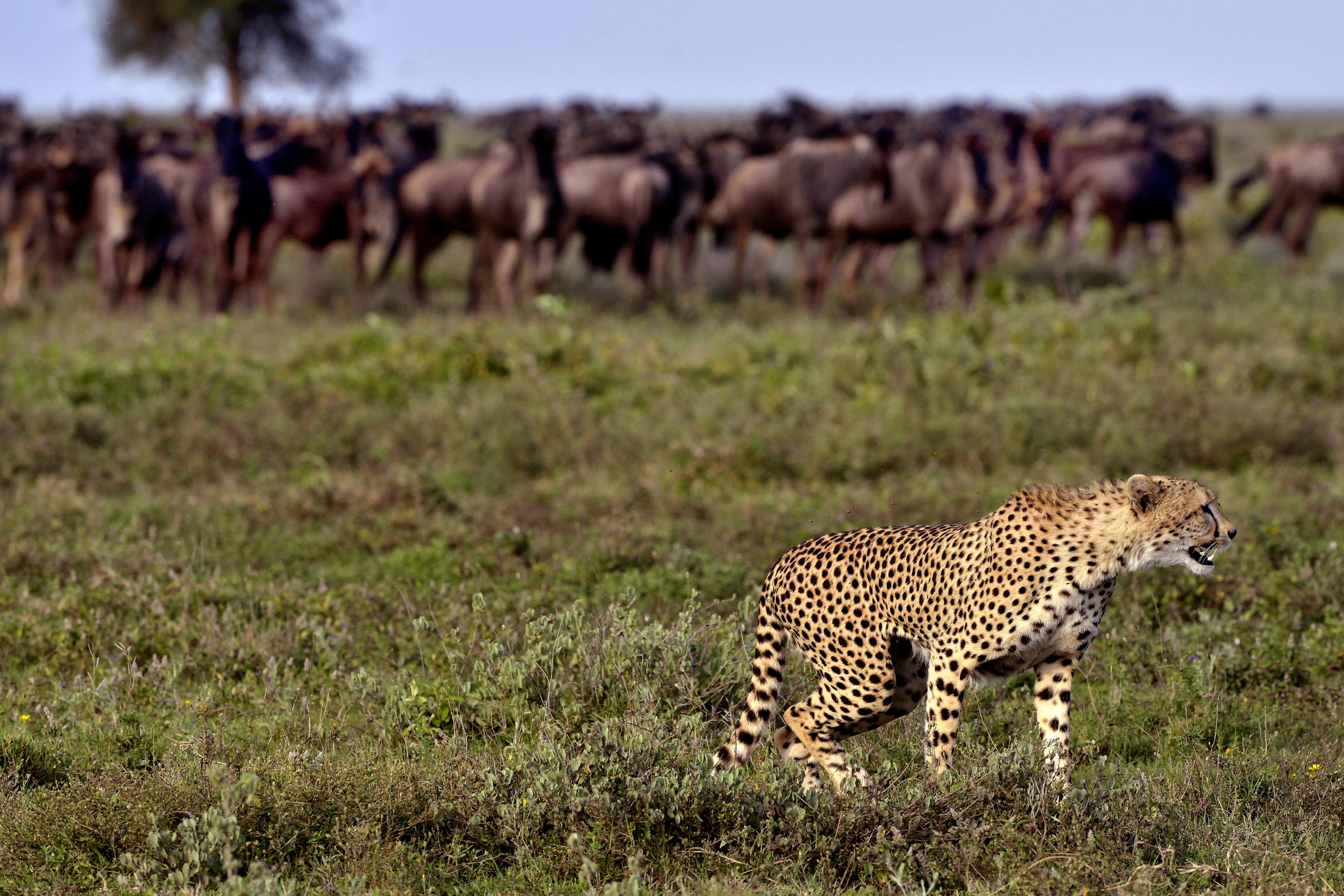 Ngorongoro Conservatio Area - Ghepardo