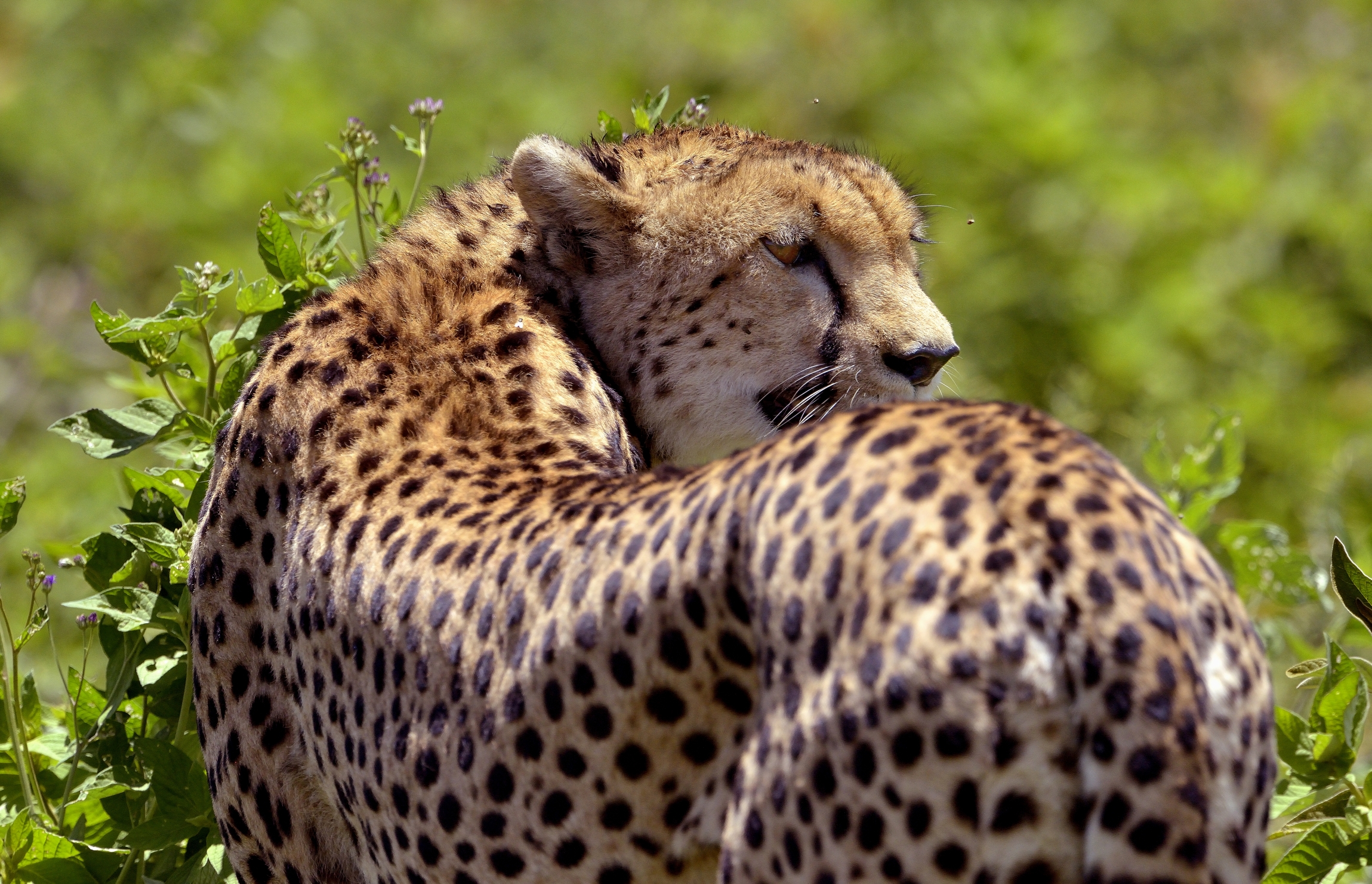 Ngorongoro Conservatio Area - Ghepardo