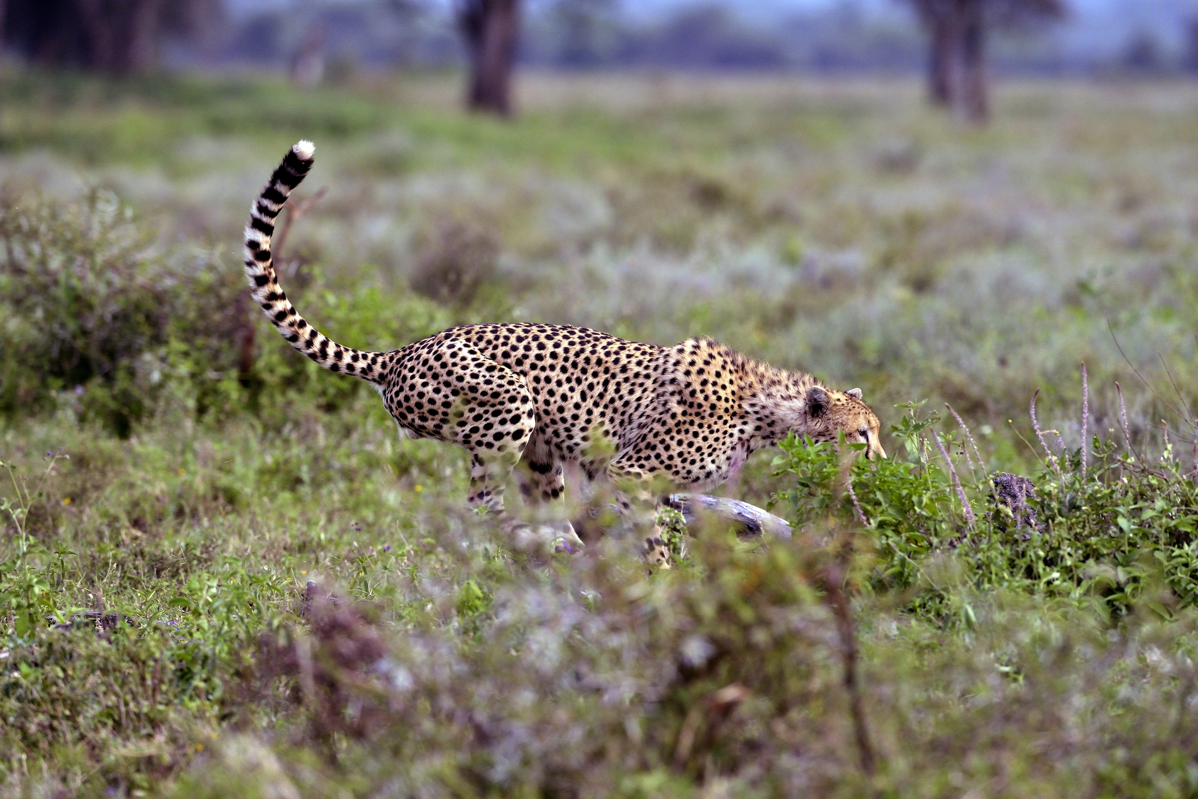 Ngorongoro Conservatio Area - Ghepardo