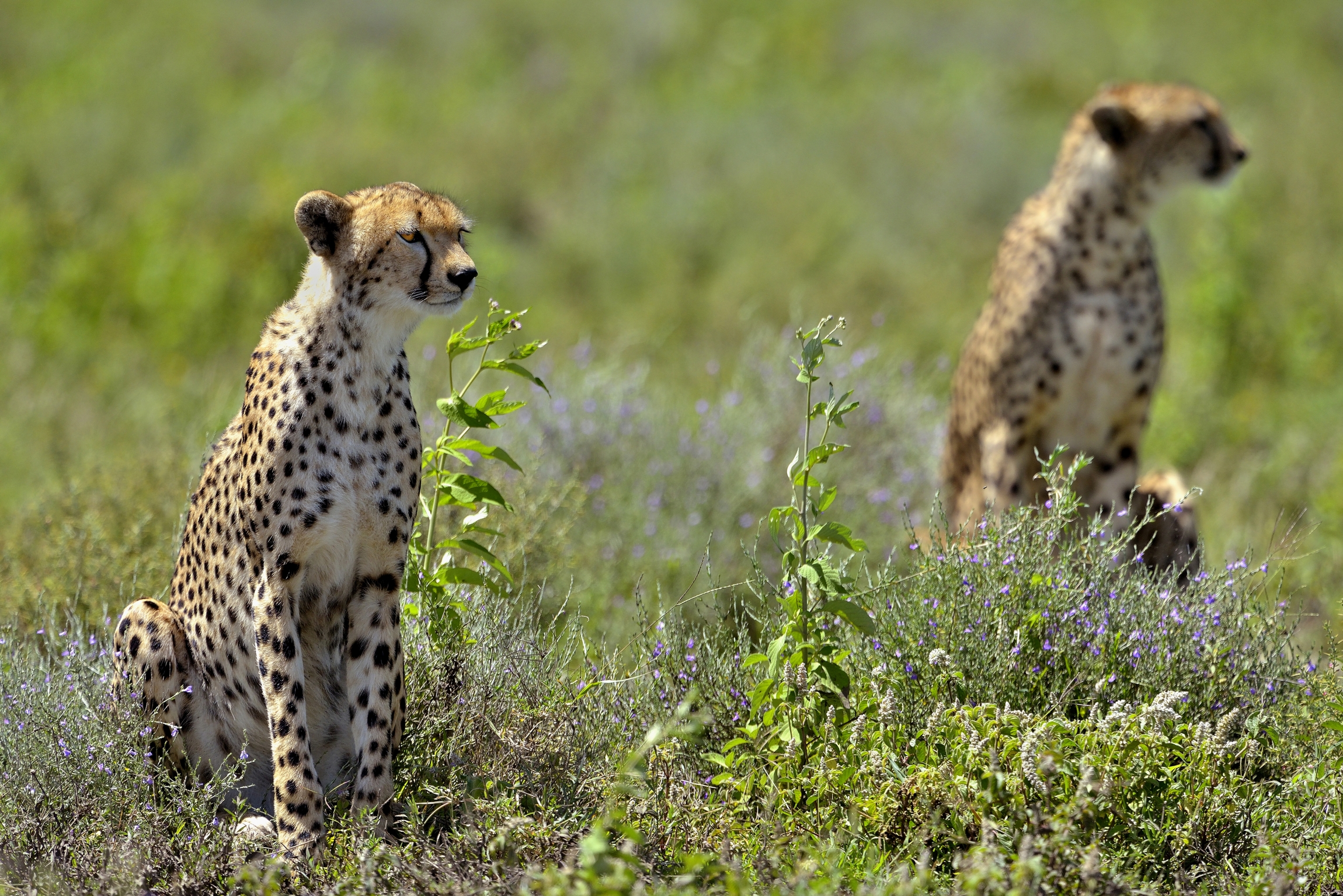 Ngorongoro Conservatio Area - Ghepardi