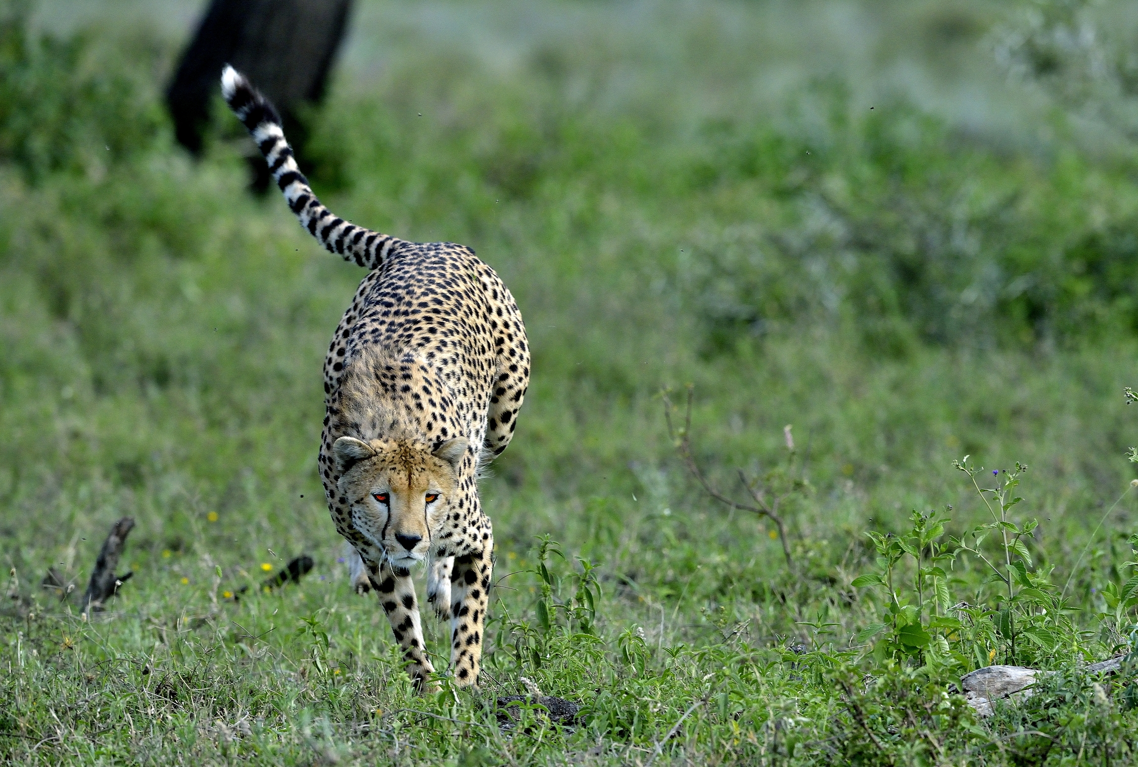 Ngorongoro Conservatio Area - Ghepardo