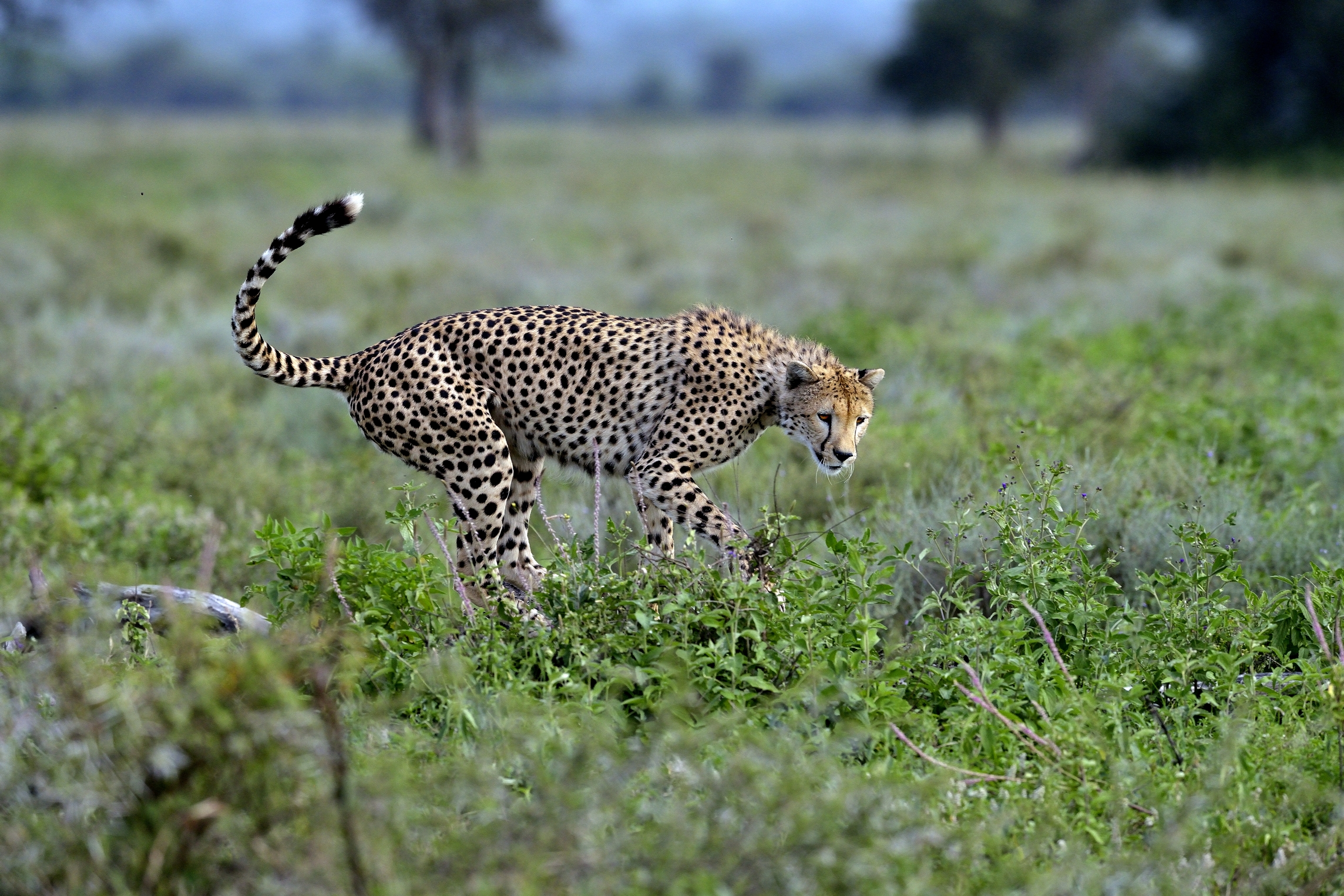 Ngorongoro Conservatio Area - Ghepardo