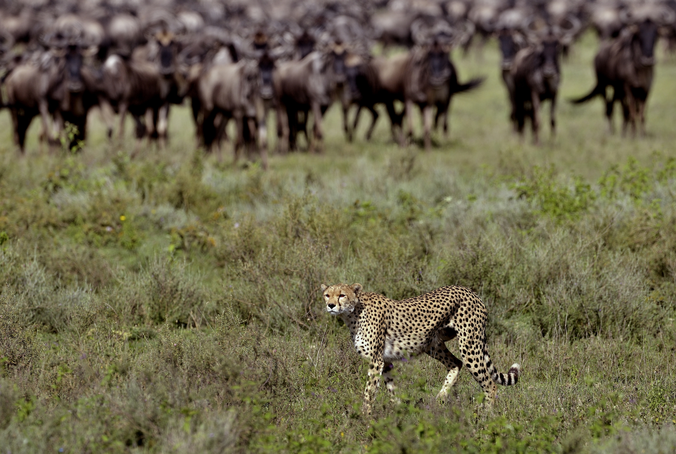 Ngorongoro Conservatio Area - Ghepardo
