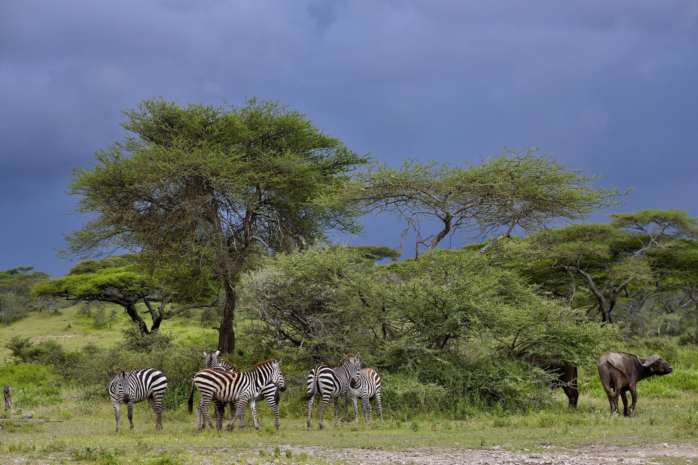 Ngorongoro Conservation Area - Zebre