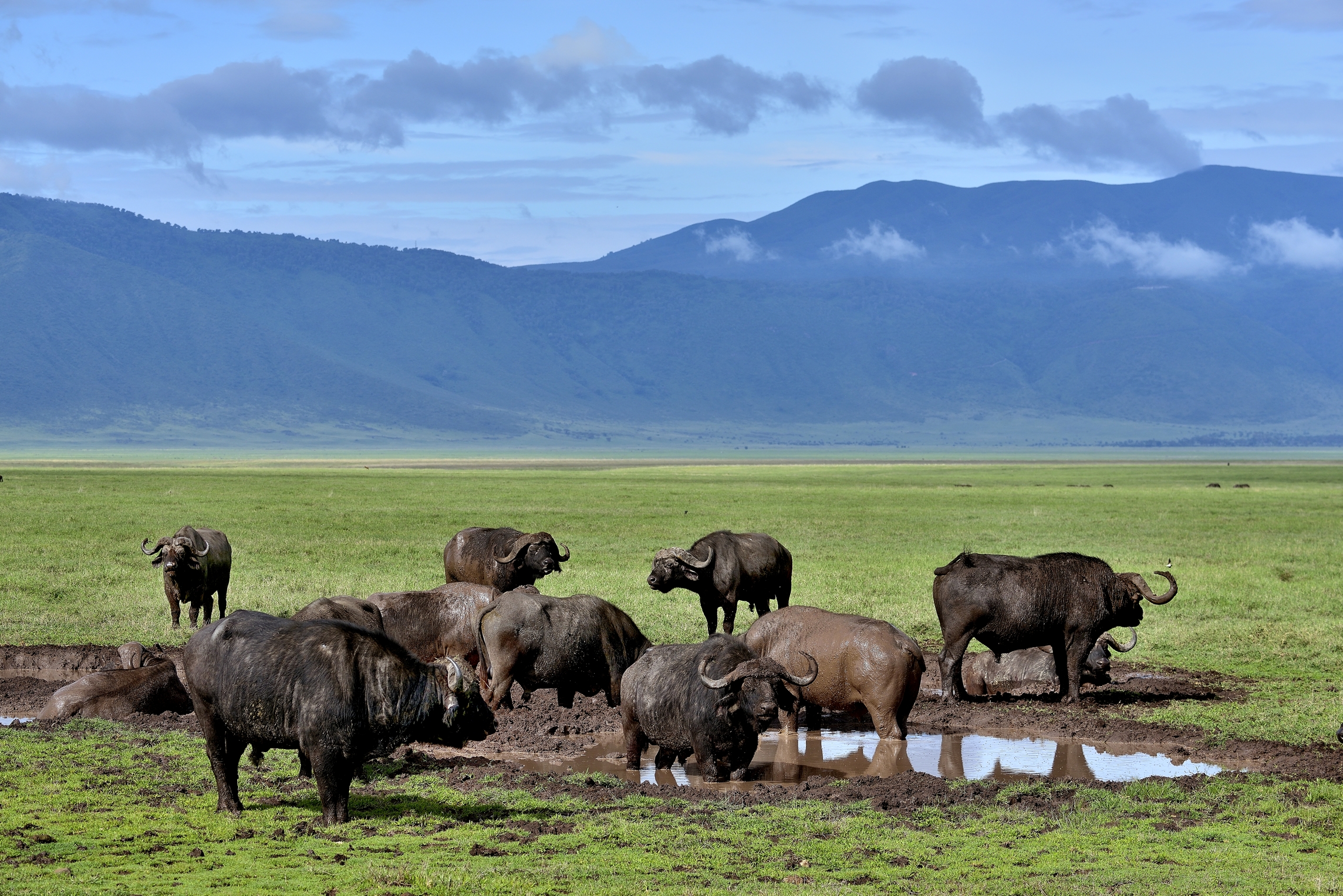Ngorongoro crater - Bufali