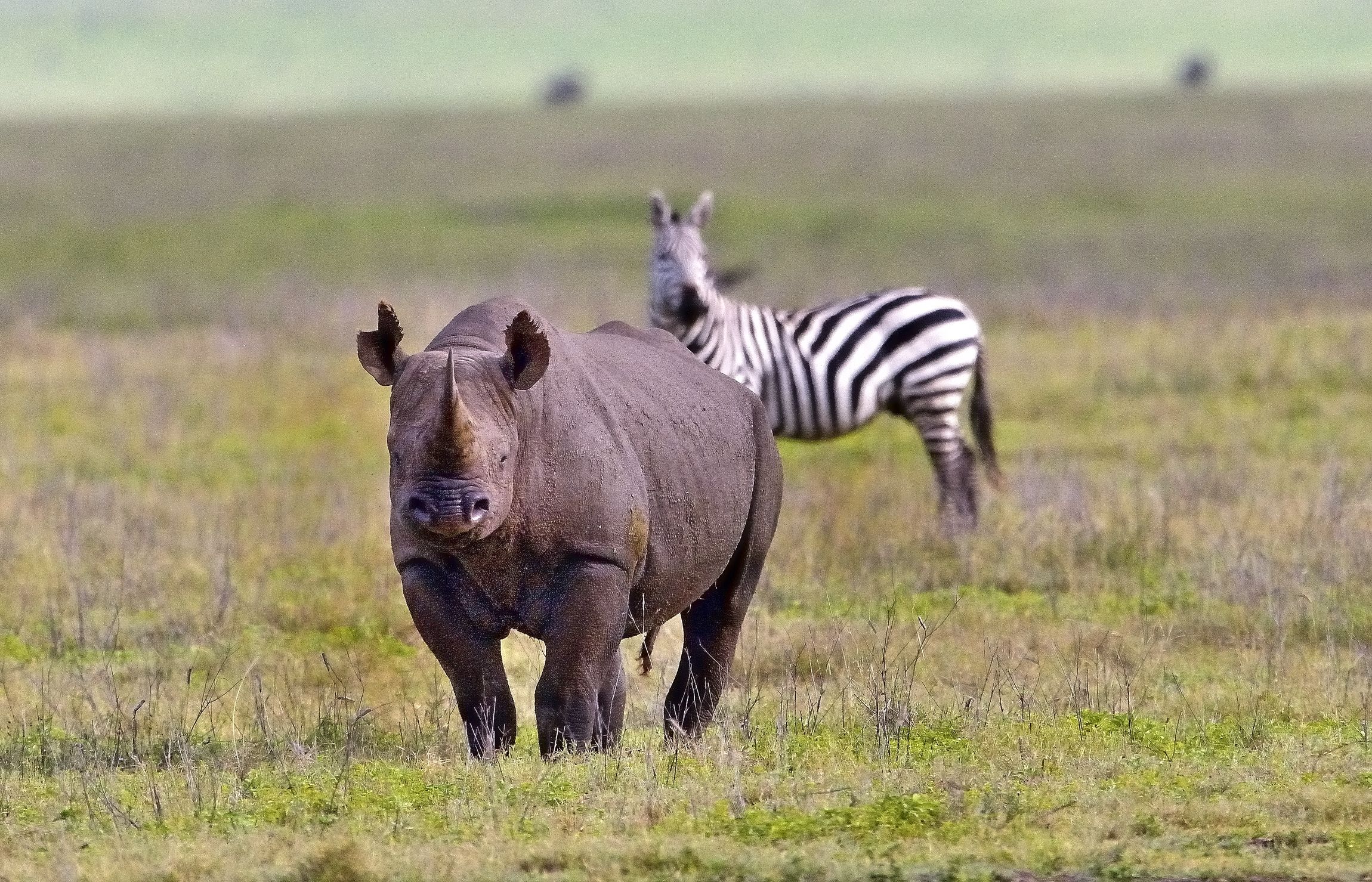 Ngorongoro crater - Rino
