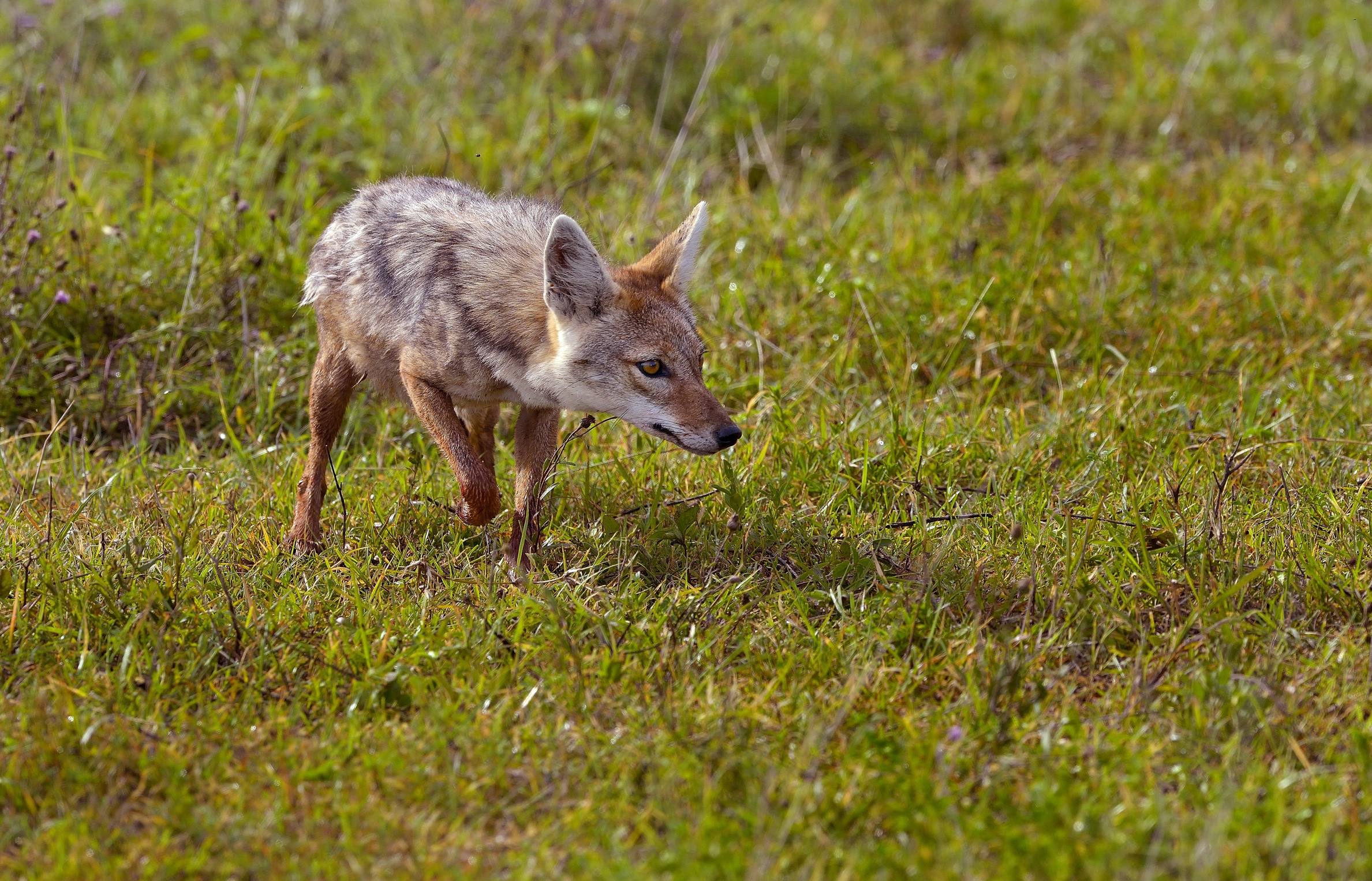 Ngorongoro crater - Sciacallo dorato