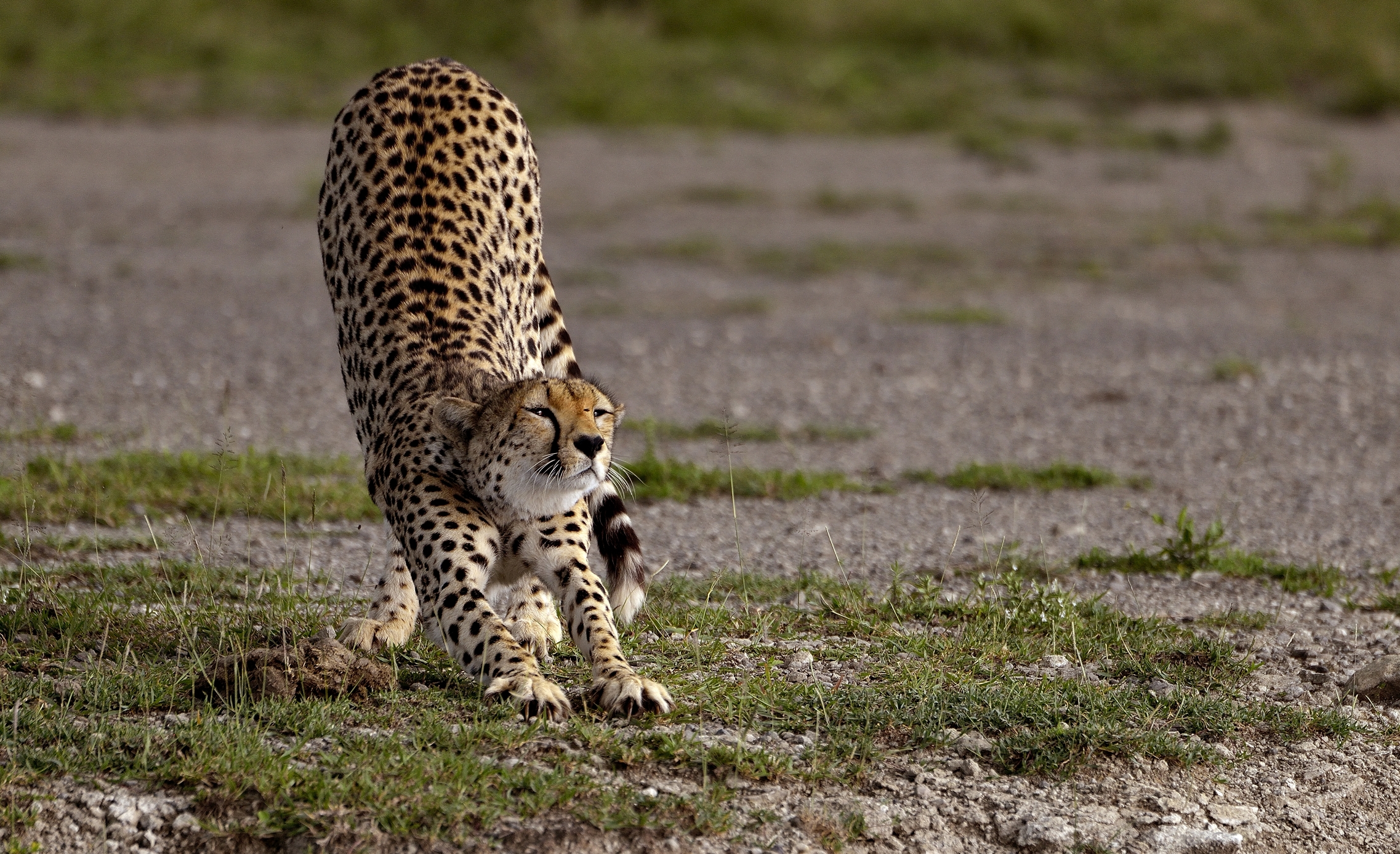 Ngorongoro Conservatio Area - Ghepardo
