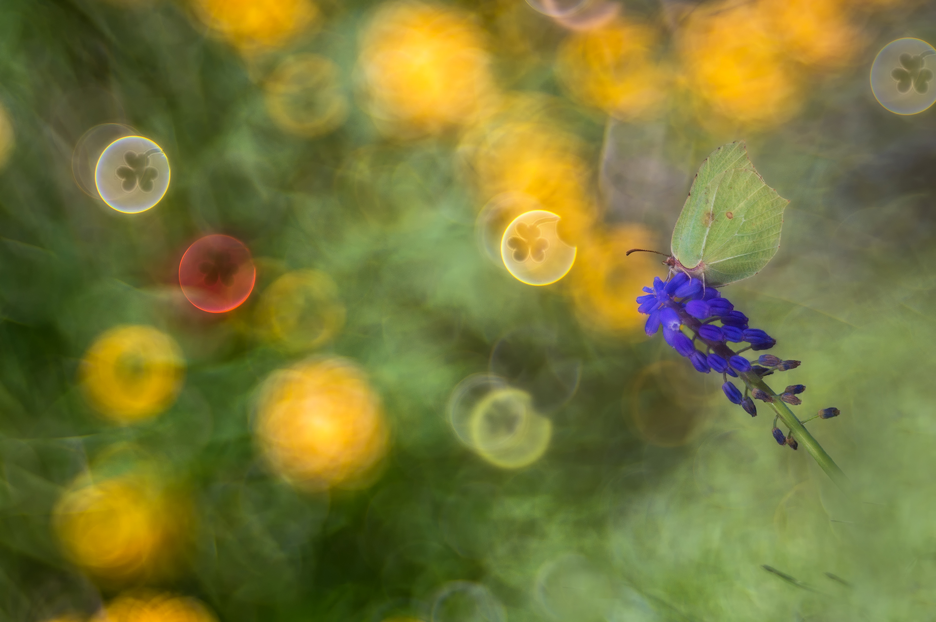 the clover - macro flare painting