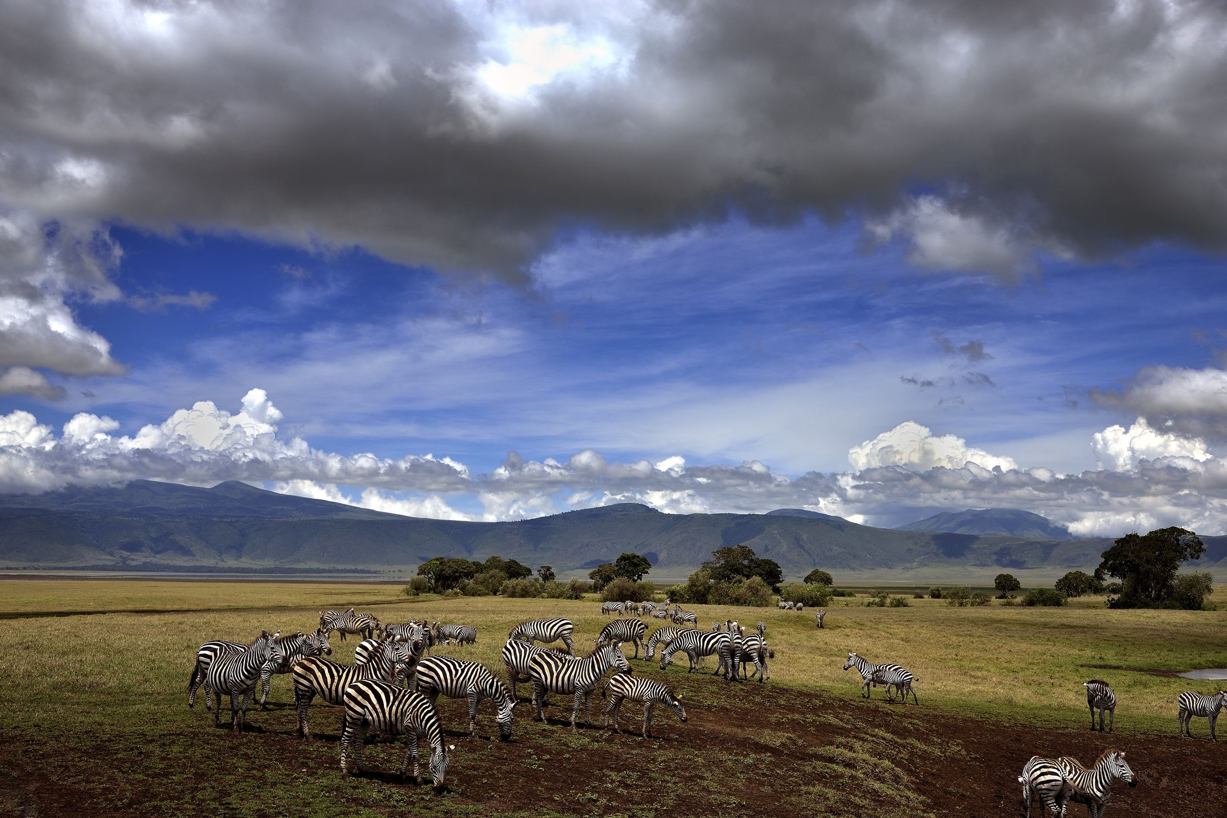 Ngorongoro crater - Zebre