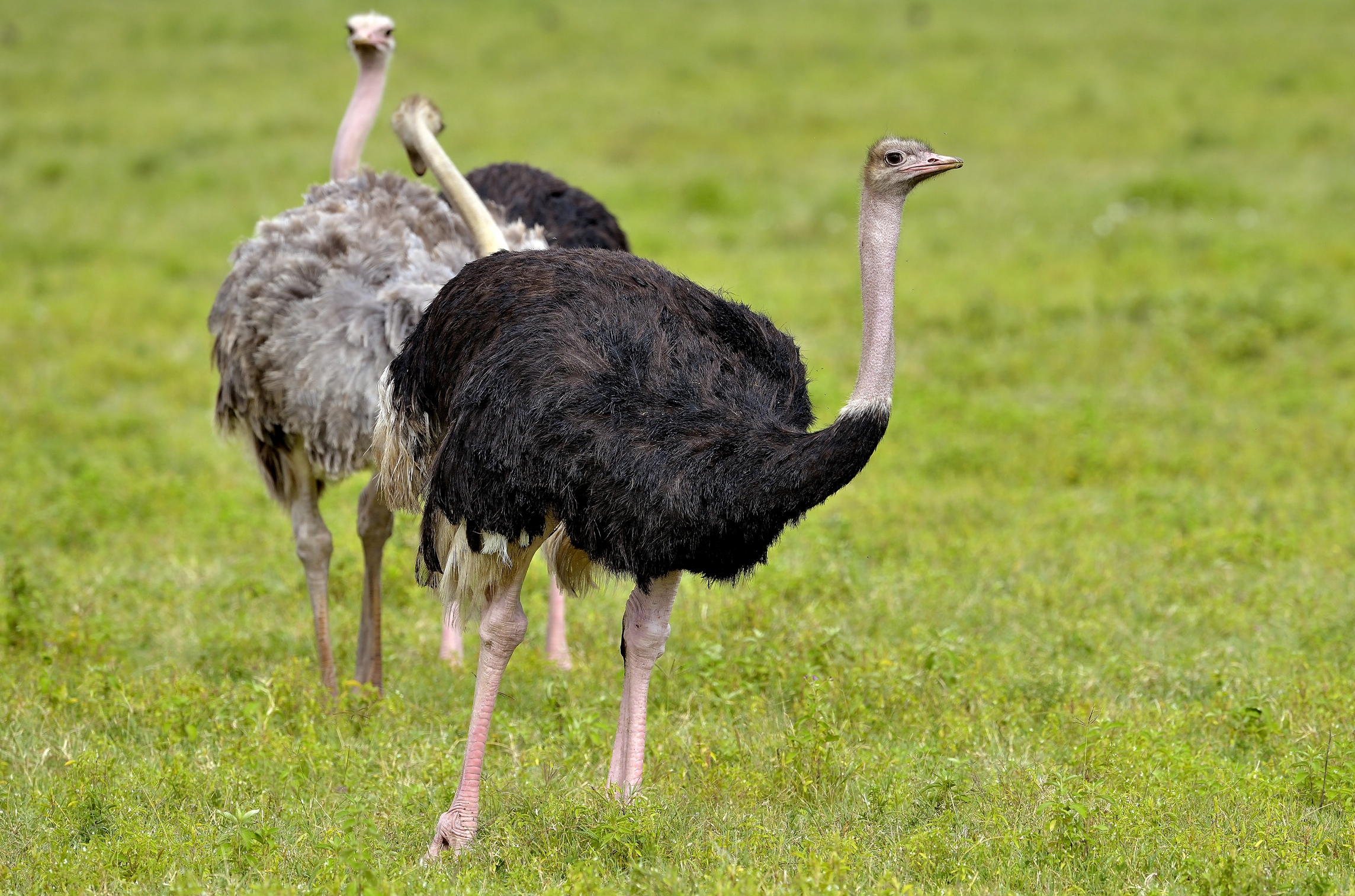 Ngorongoro crater - Struzzi