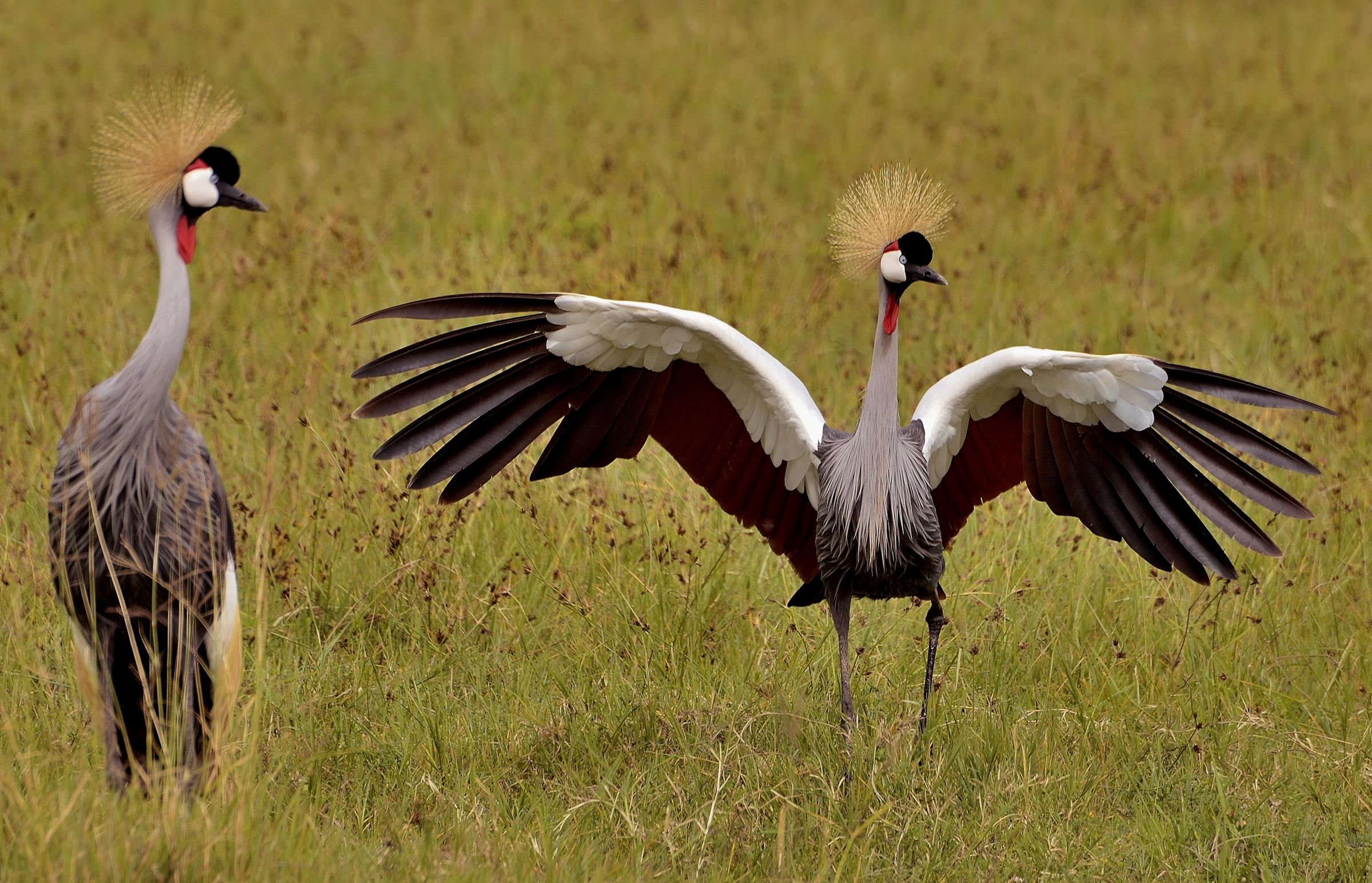 Ngorongoro crater - Gru coronate