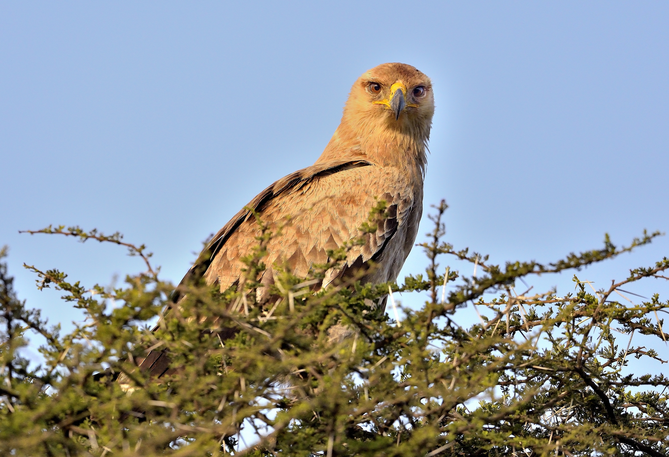 Ngorongoro Conservation Area - Aquila giovane