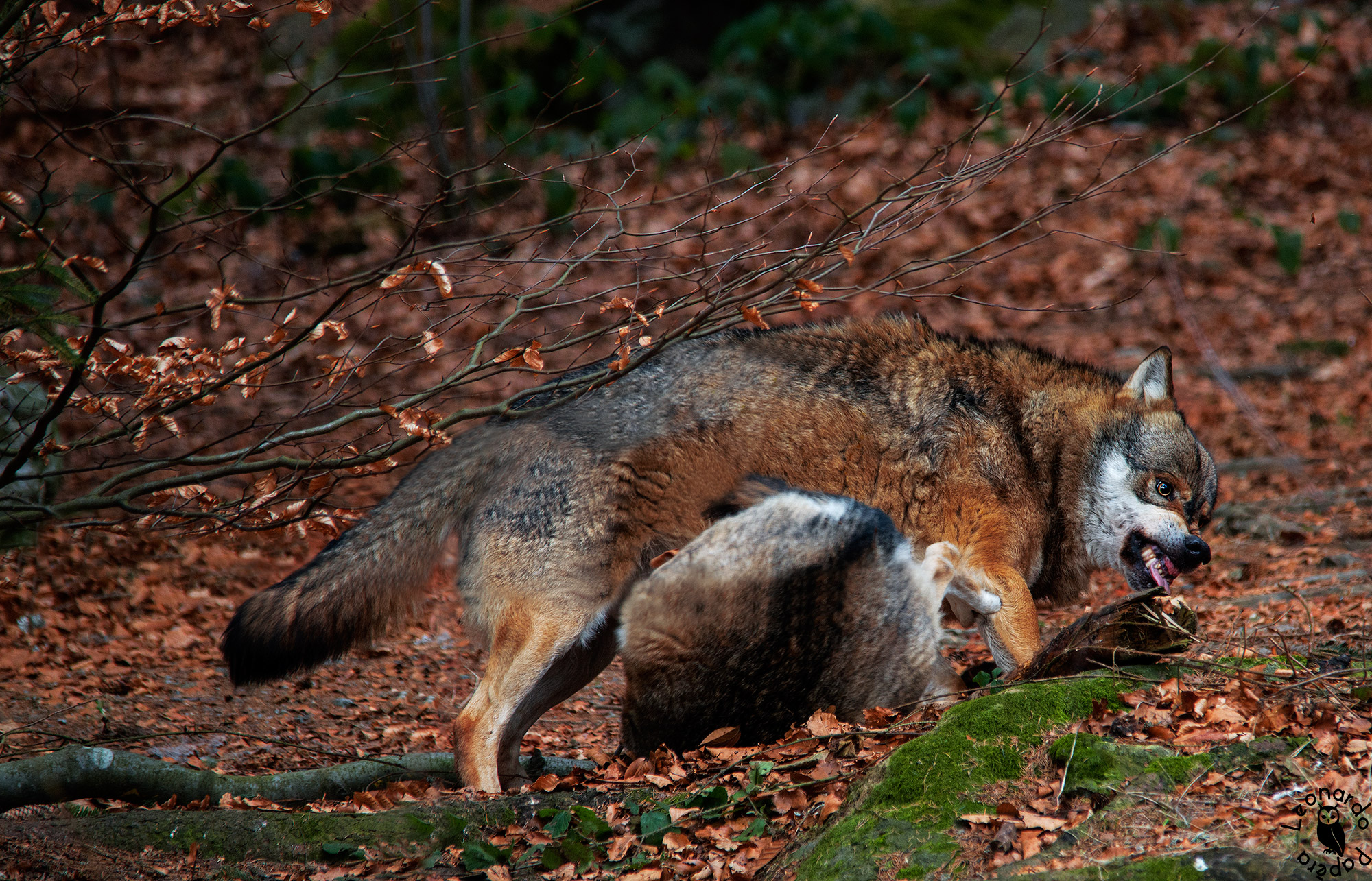 Showing Who's the Boss