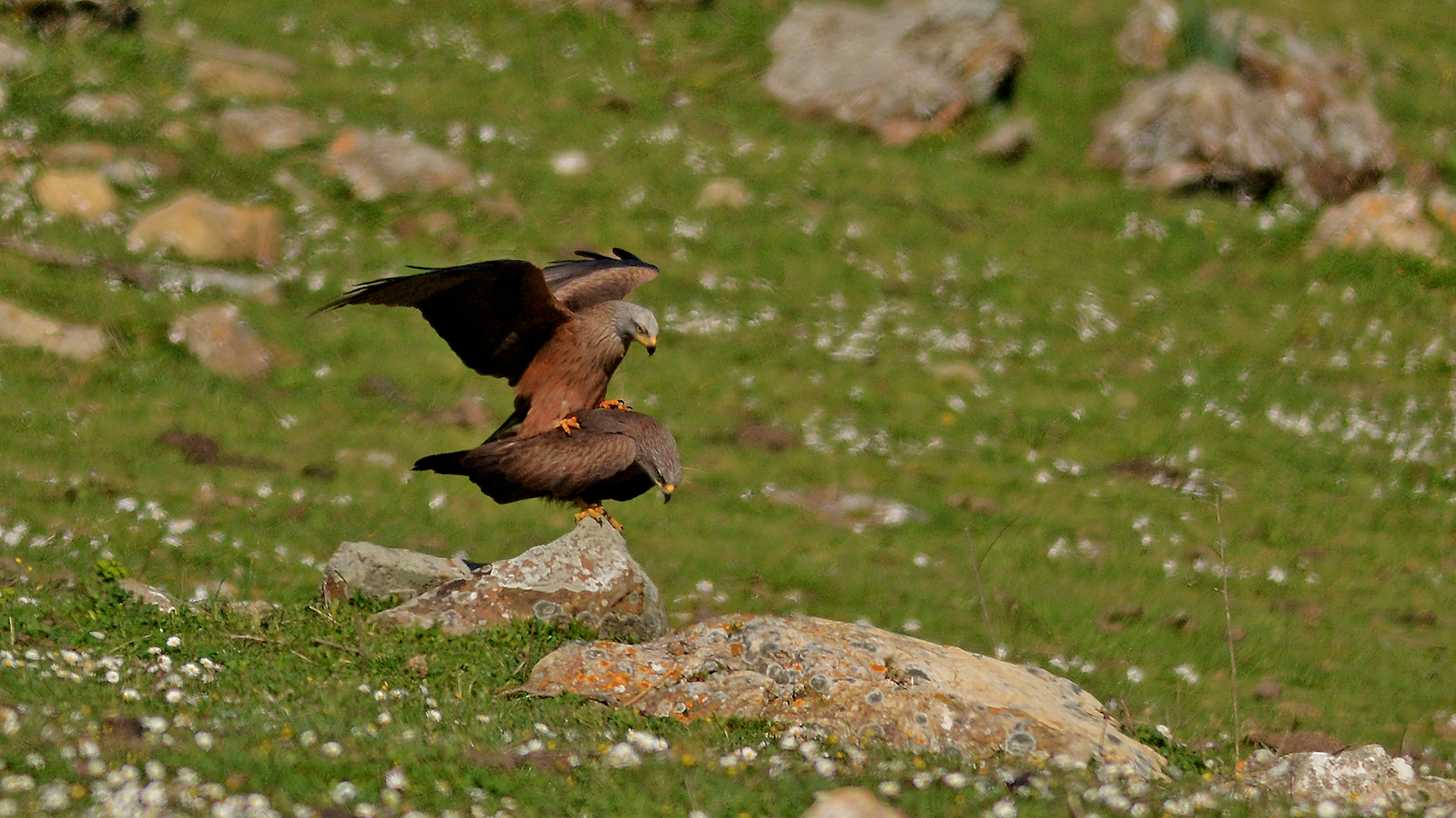 nibbi bruni in amore