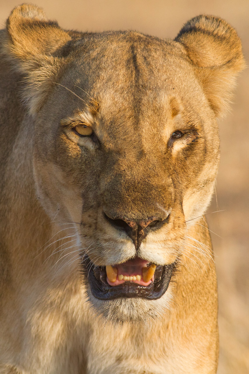 Lo sguardo della morte