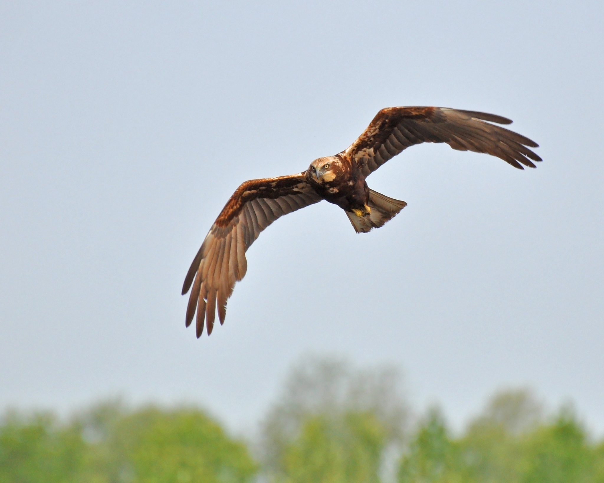 Falco femmina di palude
