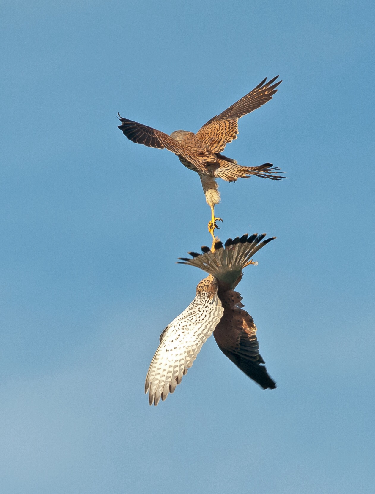 Ti tengo non mollare gheppi