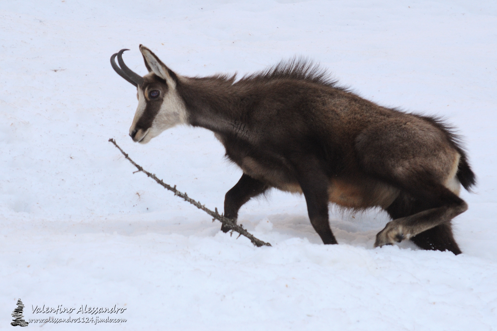 the mountaineer angry