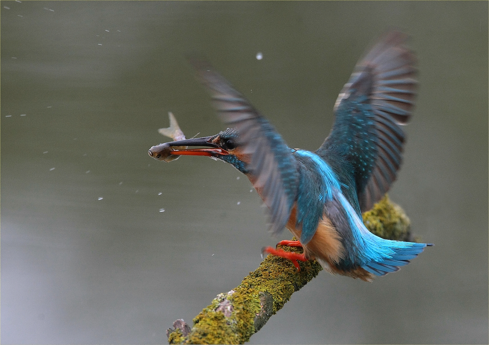 '' martin pescatore ''