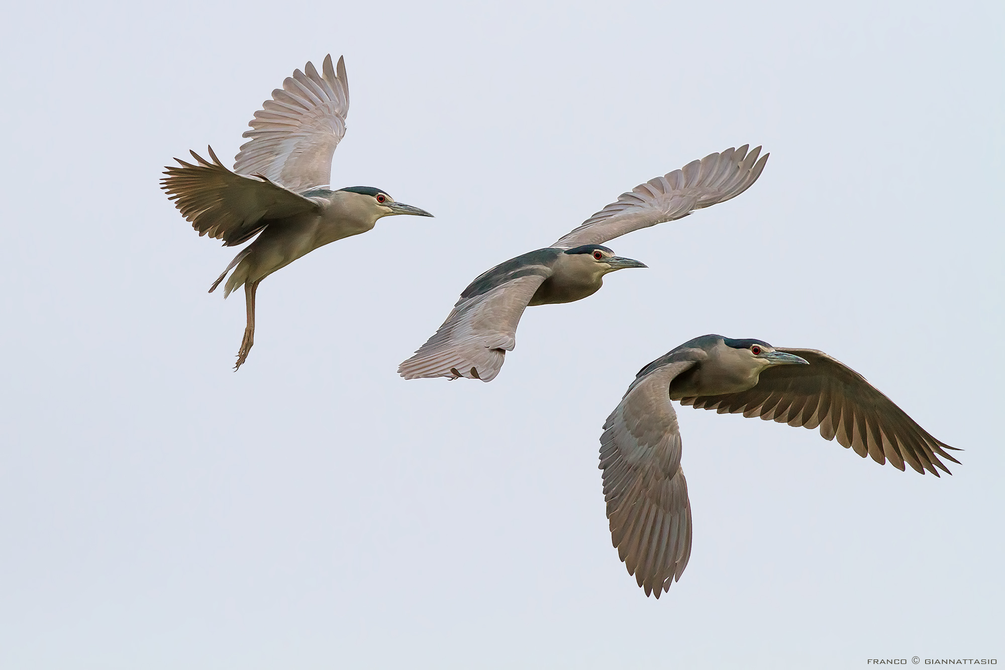 Night Heron in sequence.