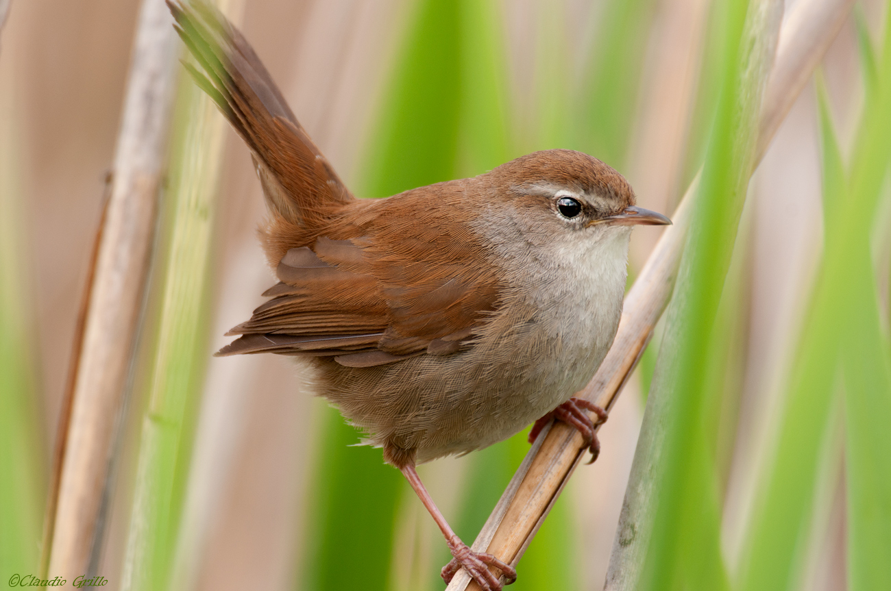 Cetti's Warbler