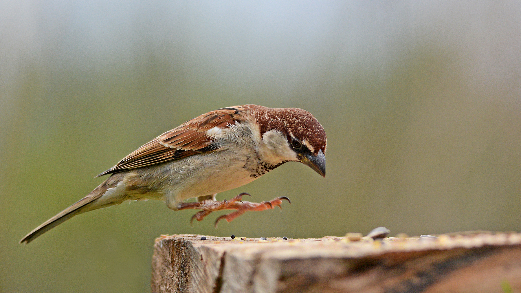 passera d'italia maschio