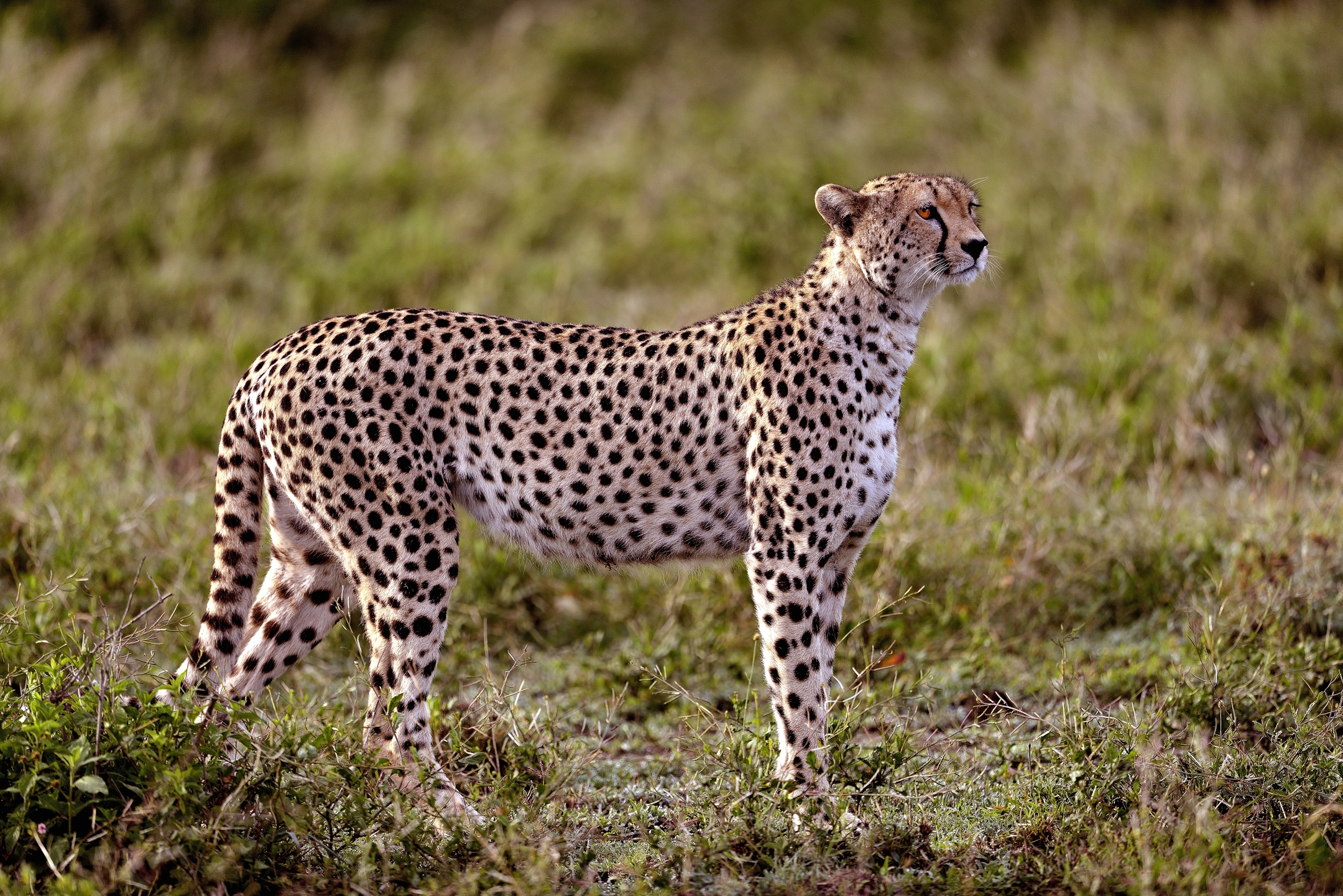 Ngorongoro Conservatio Area - Ghepardo