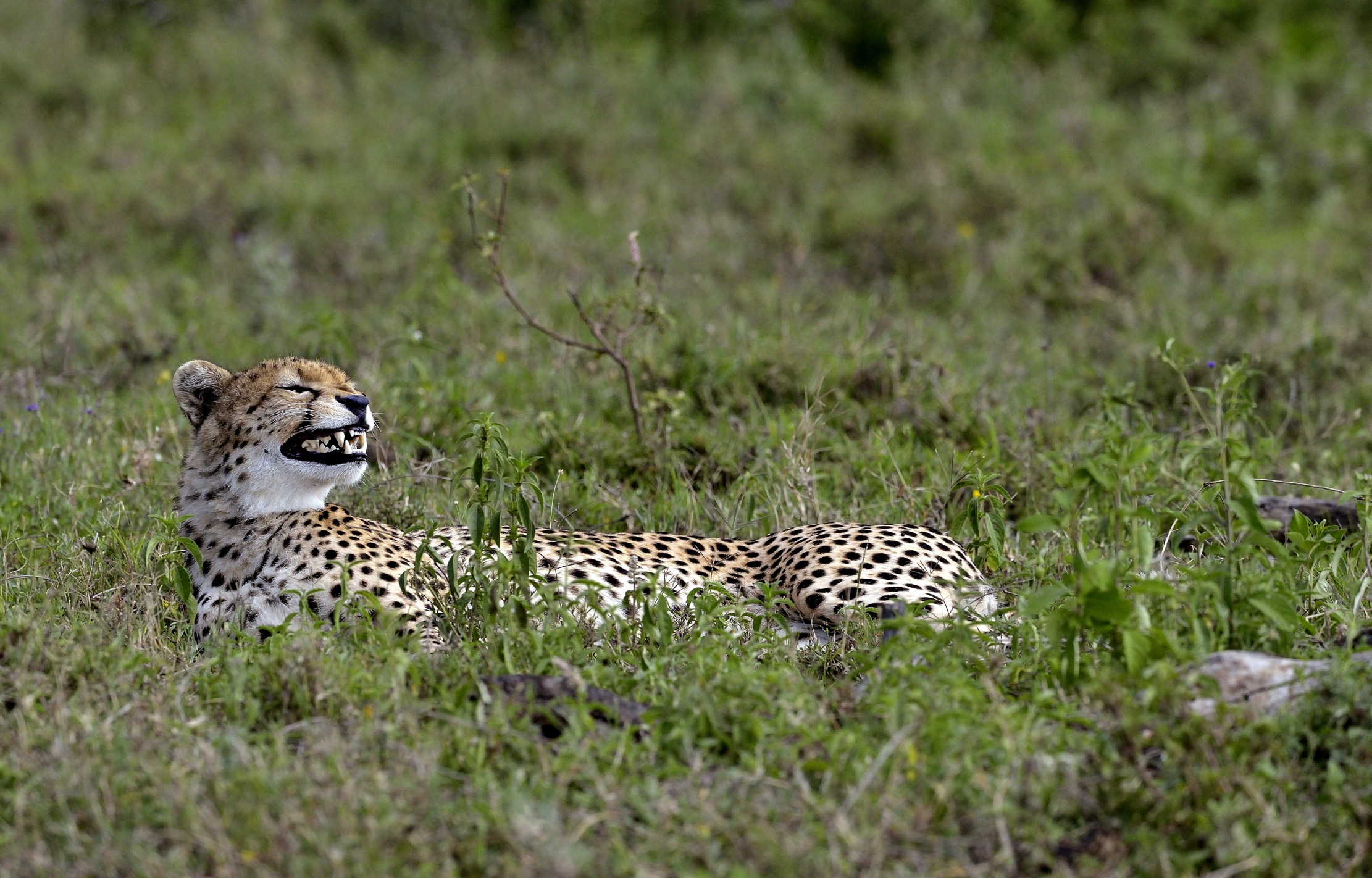 Ngorongoro Conservatio Area - Ghepardo