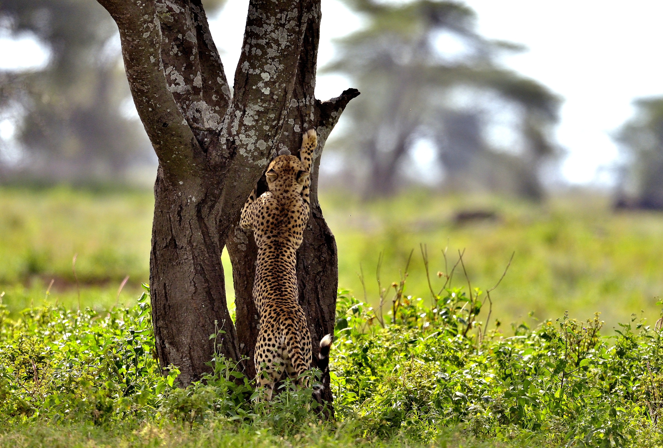 Ngorongoro Conservatio Area - Ghepardo