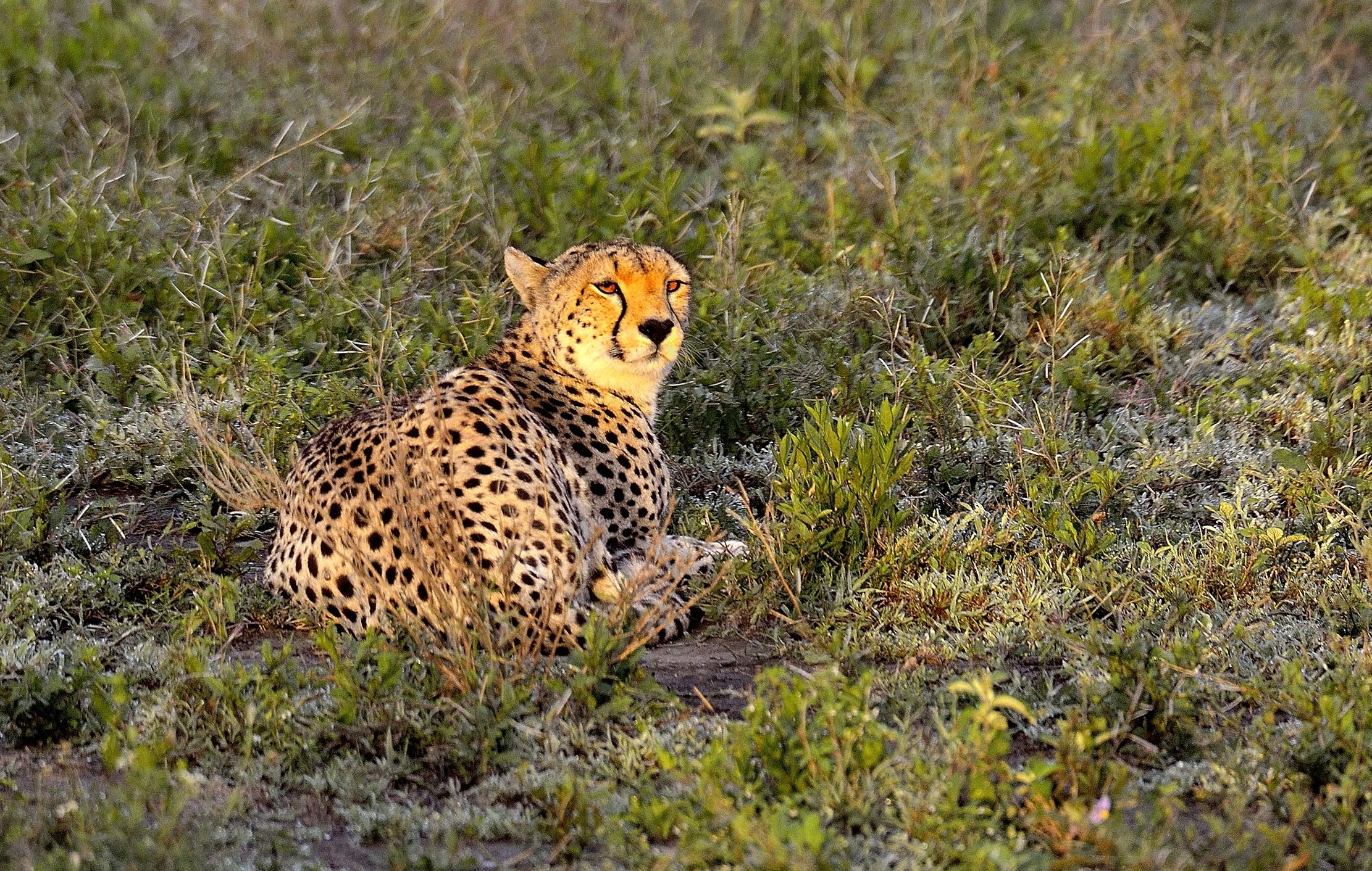 Ngorongoro Conservatio Area - Ghepardo