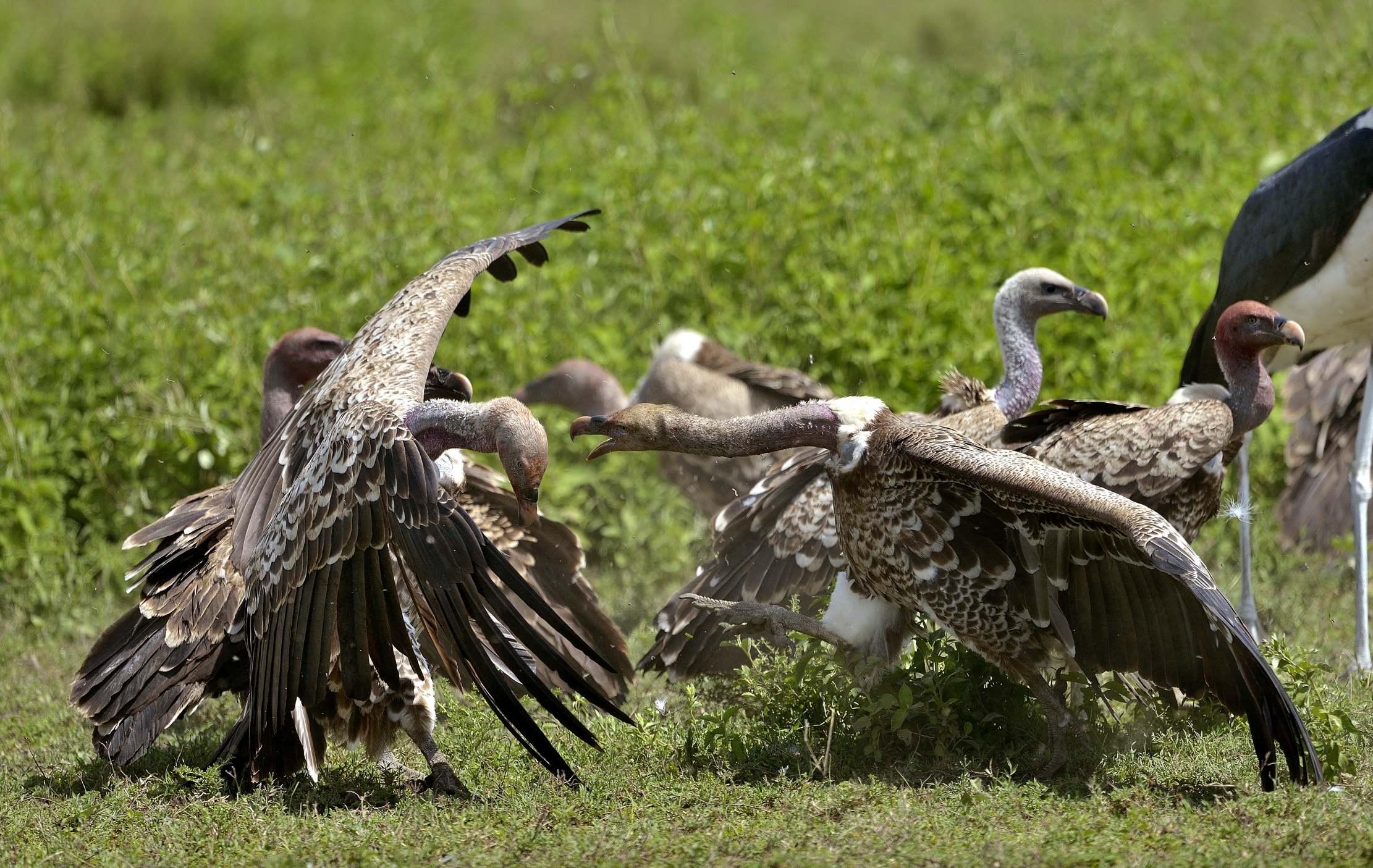 Ngorongoro Conservation Area - Avvoltoi in contesa