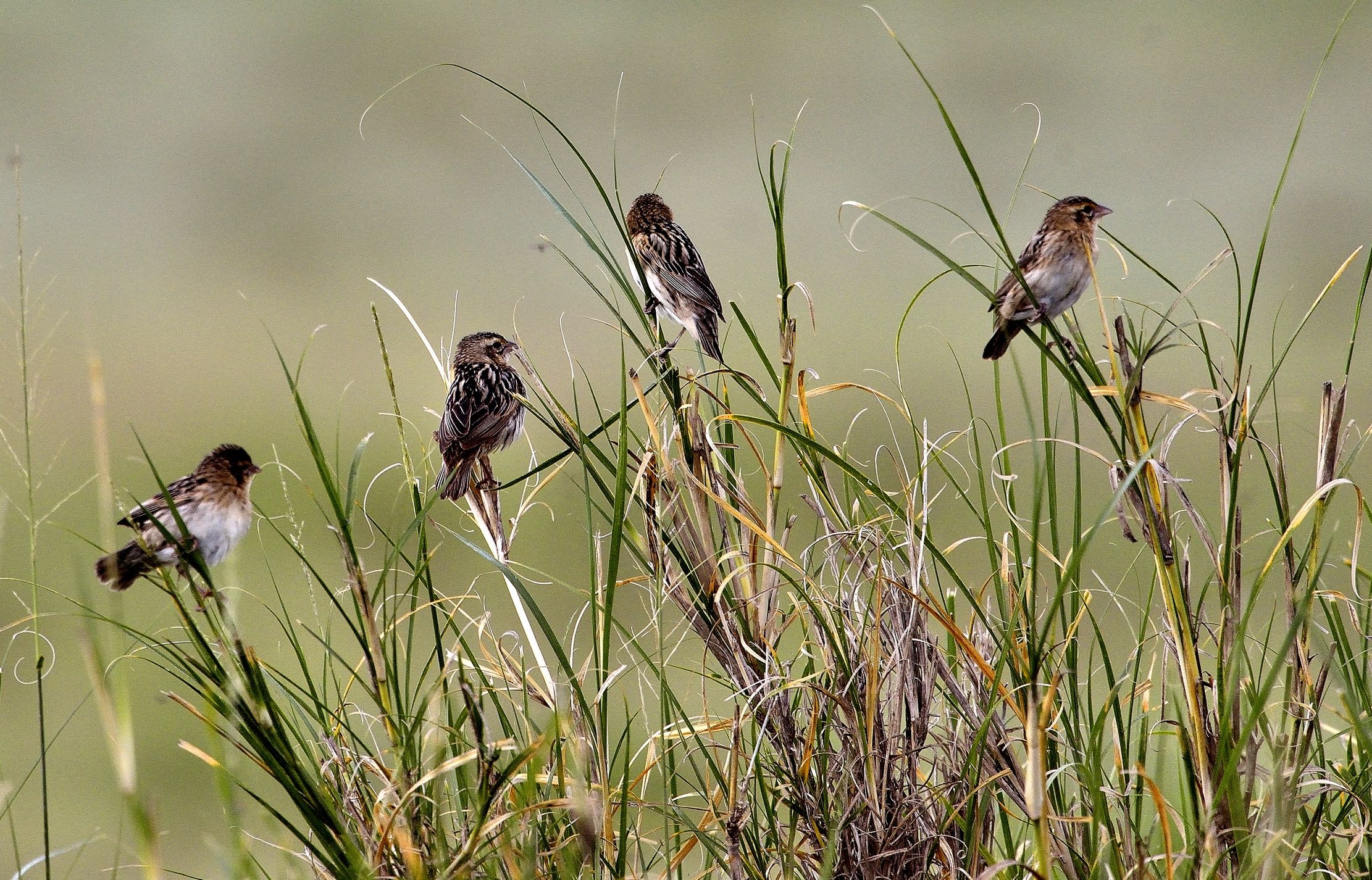 Ngorongoro Crater - Pigliamosche?