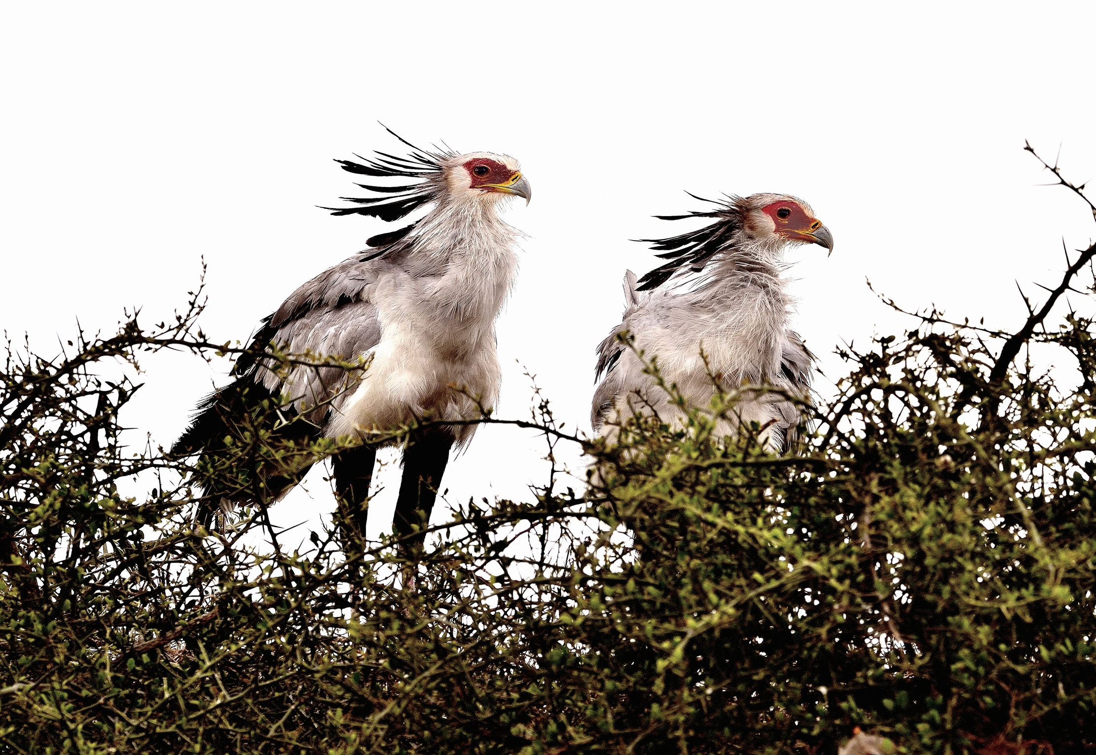 Ngorongoro Conservation Area - Serpentari