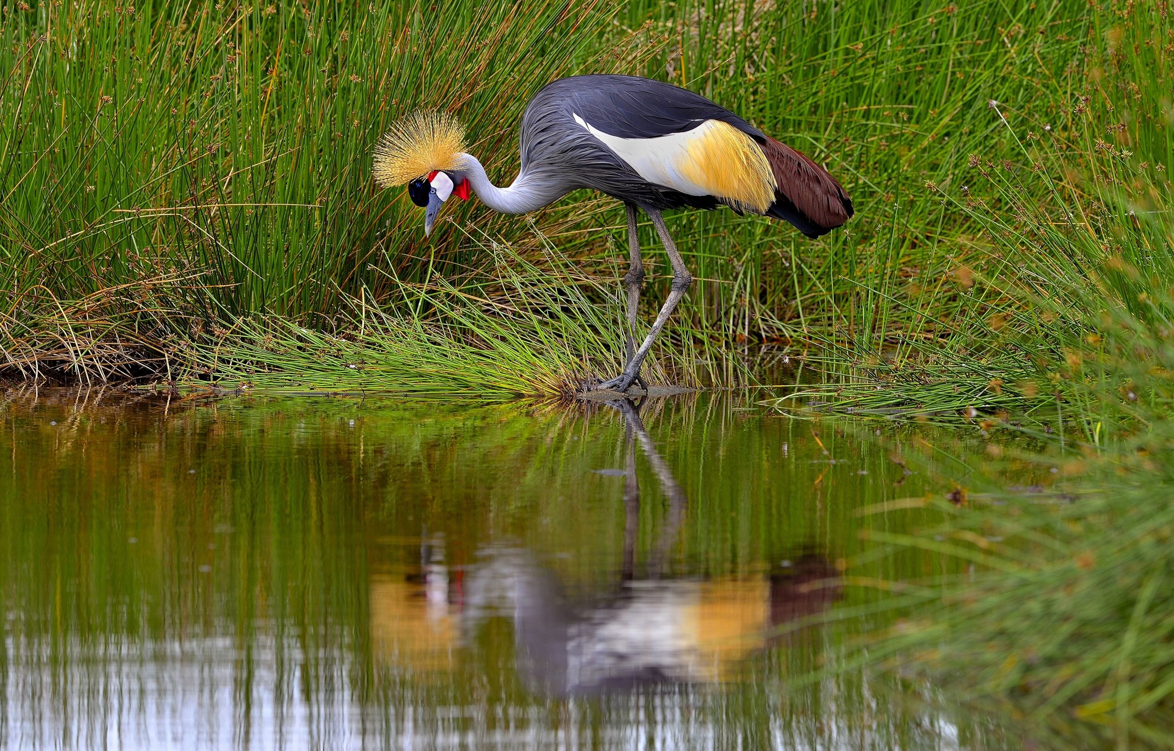 Ngorongoro Conservation Area - Gru coronata