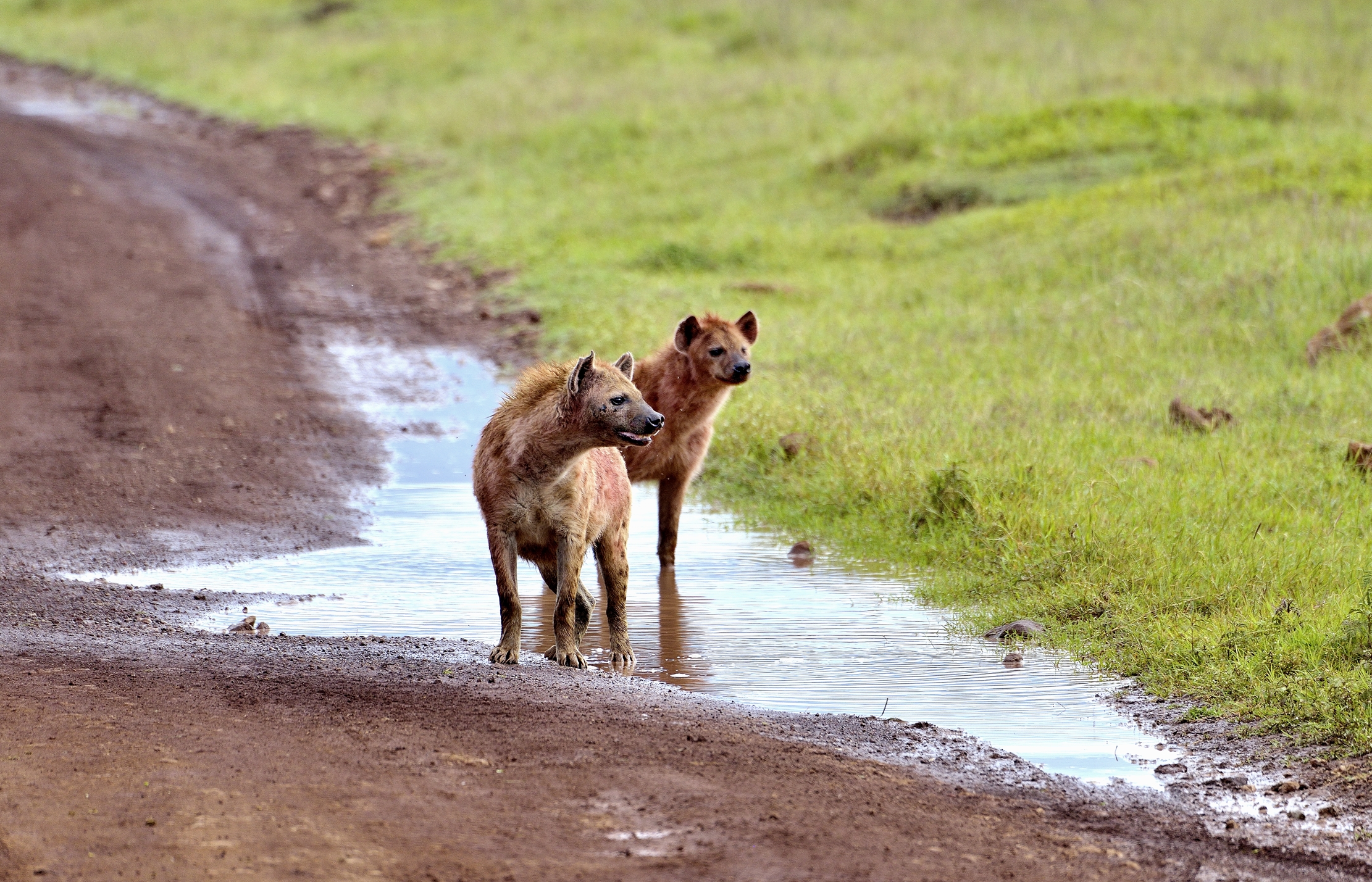 Iene nel Ngorongoro crater