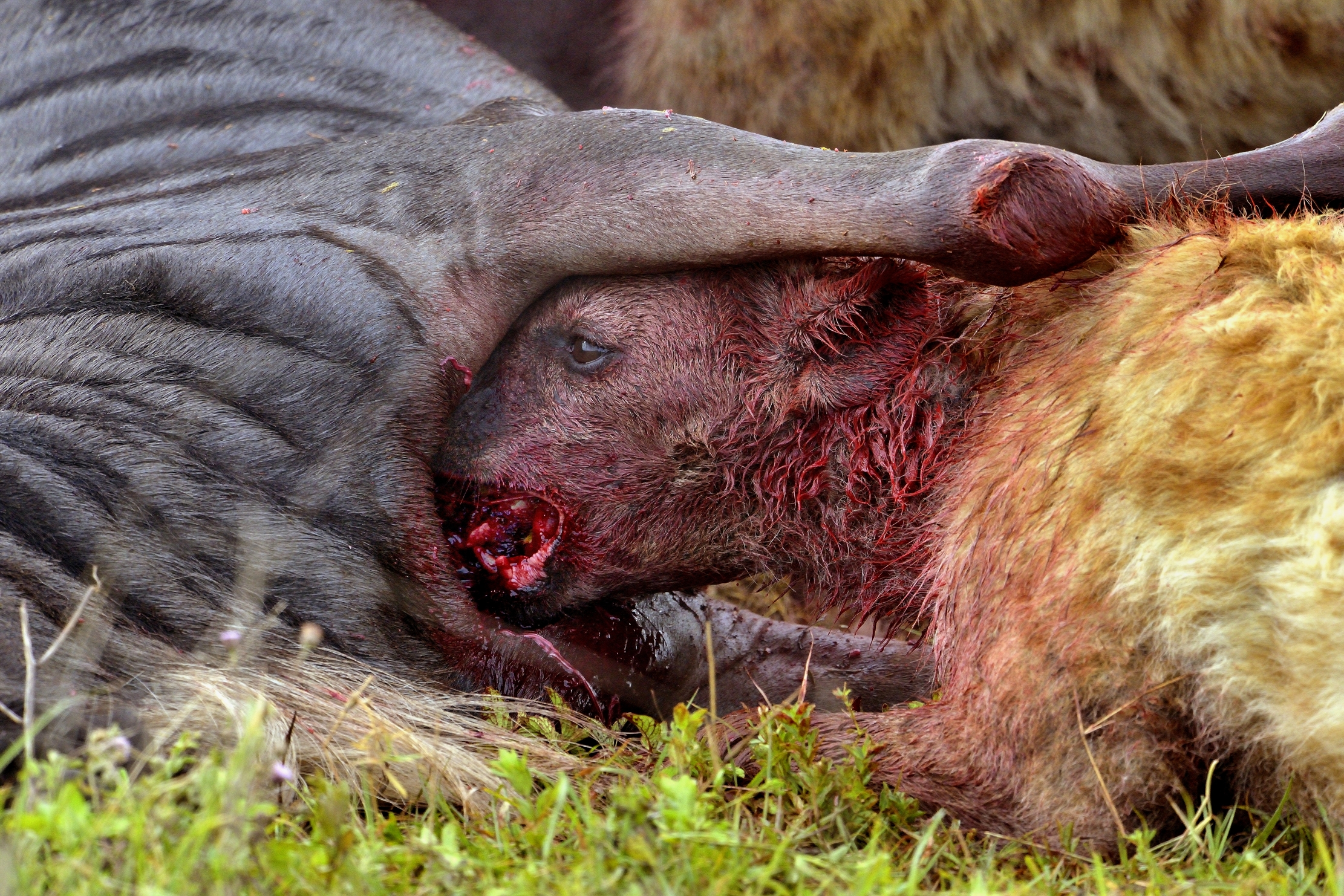 Iene mangiano uno gnu