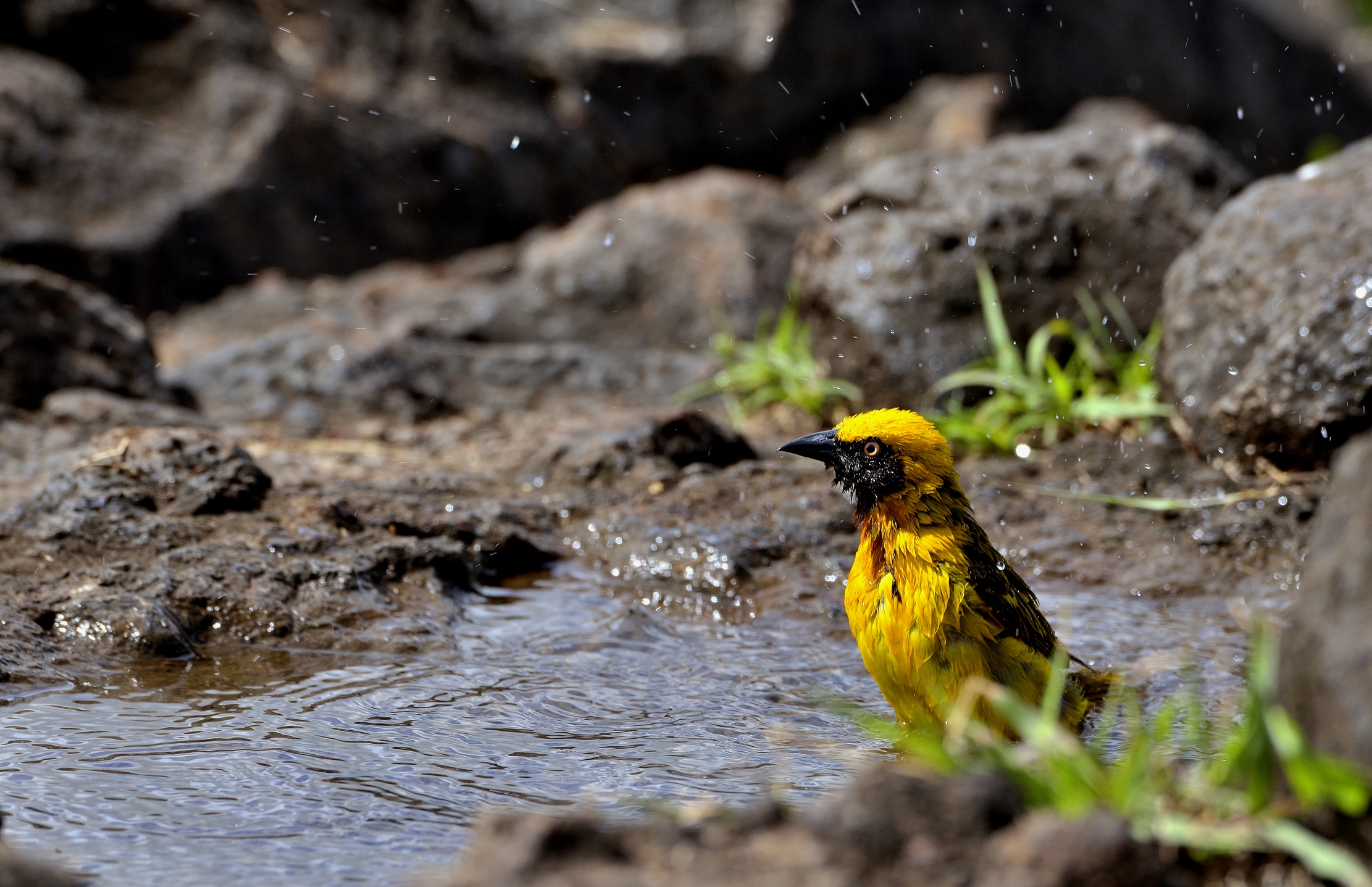 Ngorongoro crater - tessitore