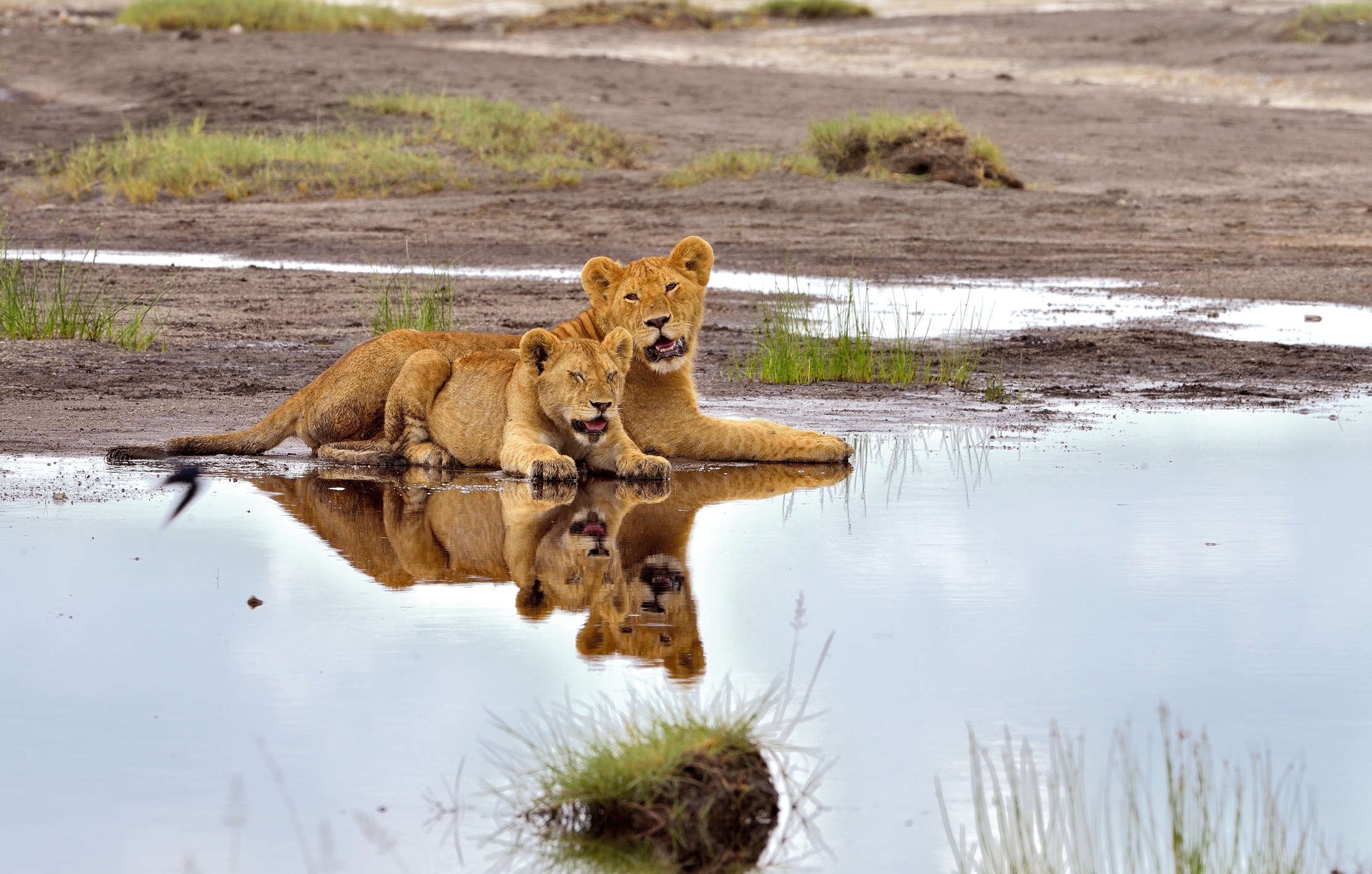Ngorongoro Cocervation Area - Leonessa con cucciolo