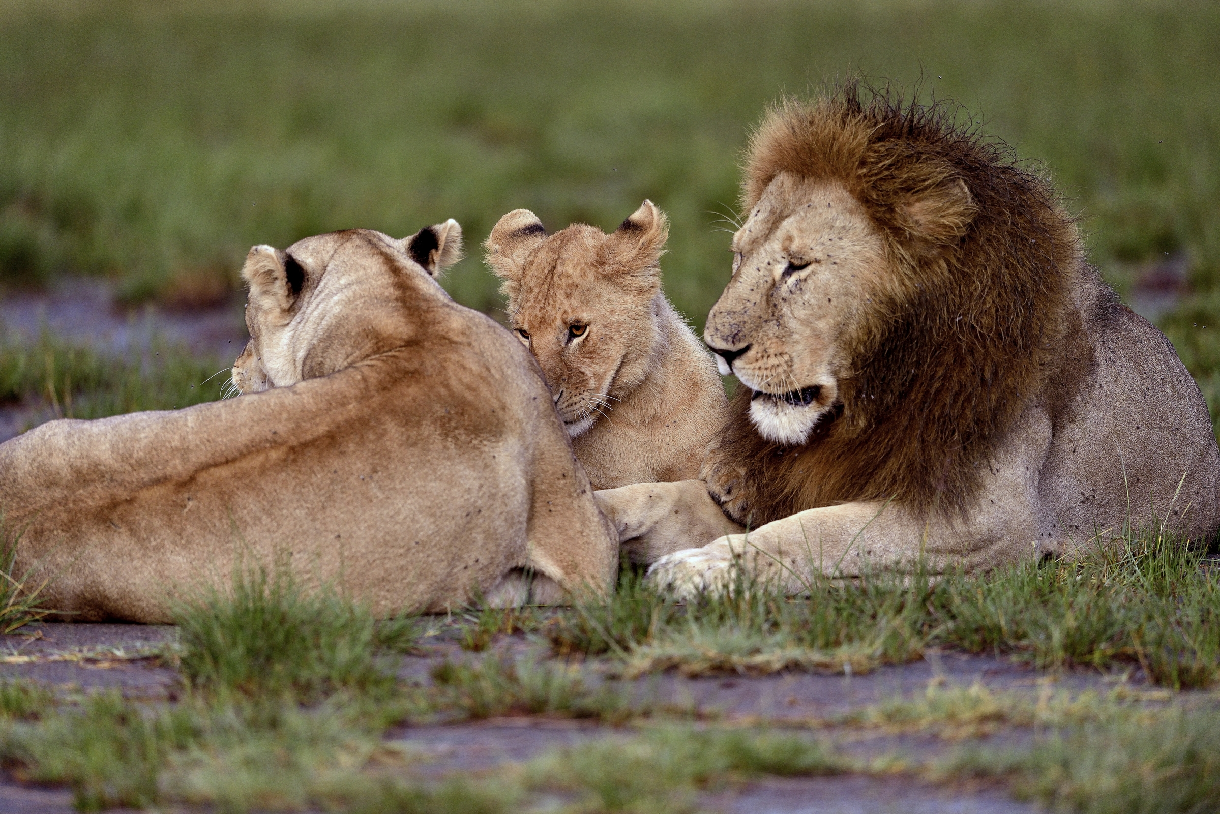 Ngorongoro Cocervation Area - Leoni
