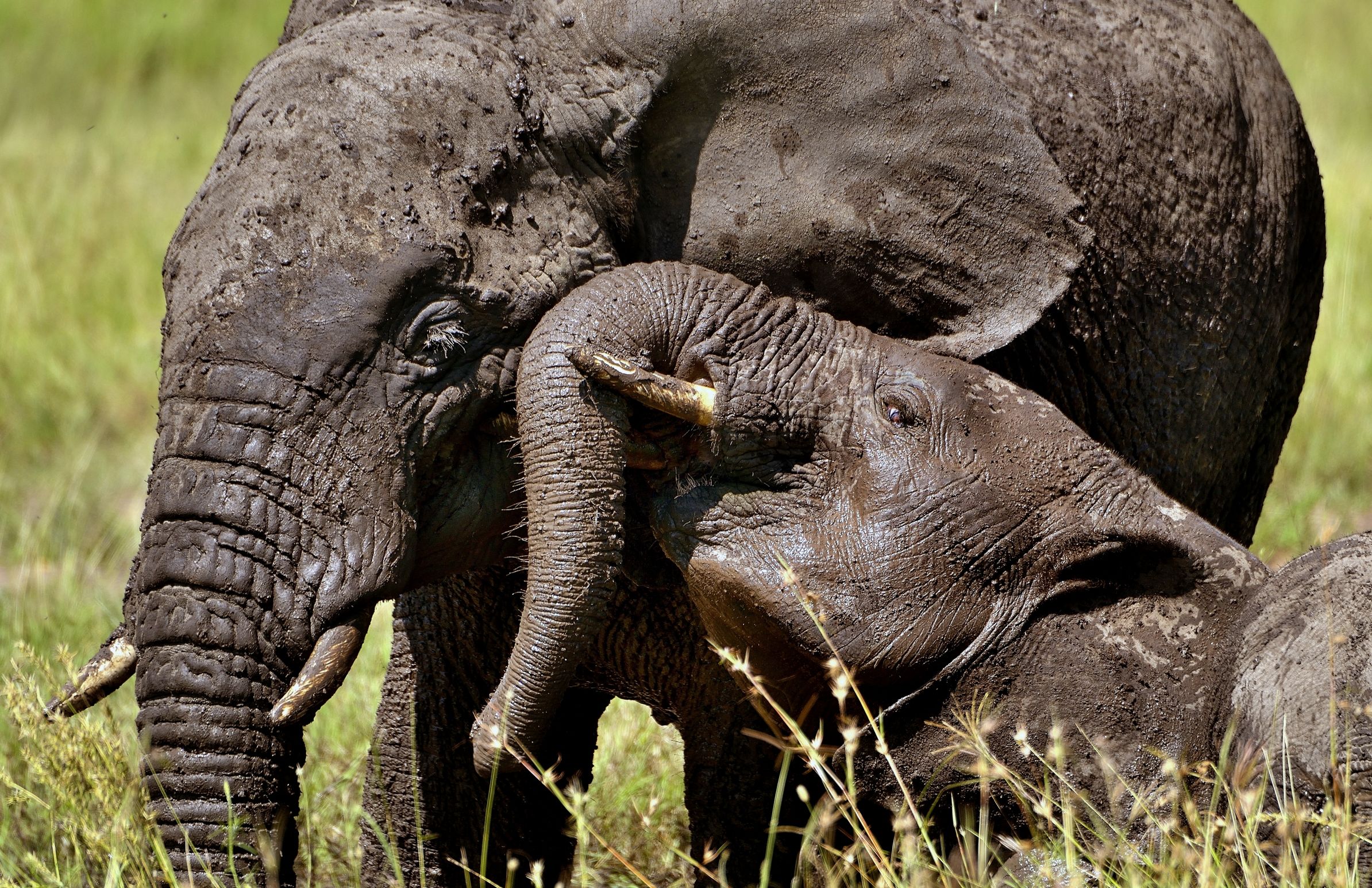 Ngorongoro Coservation Area - Elefanti
