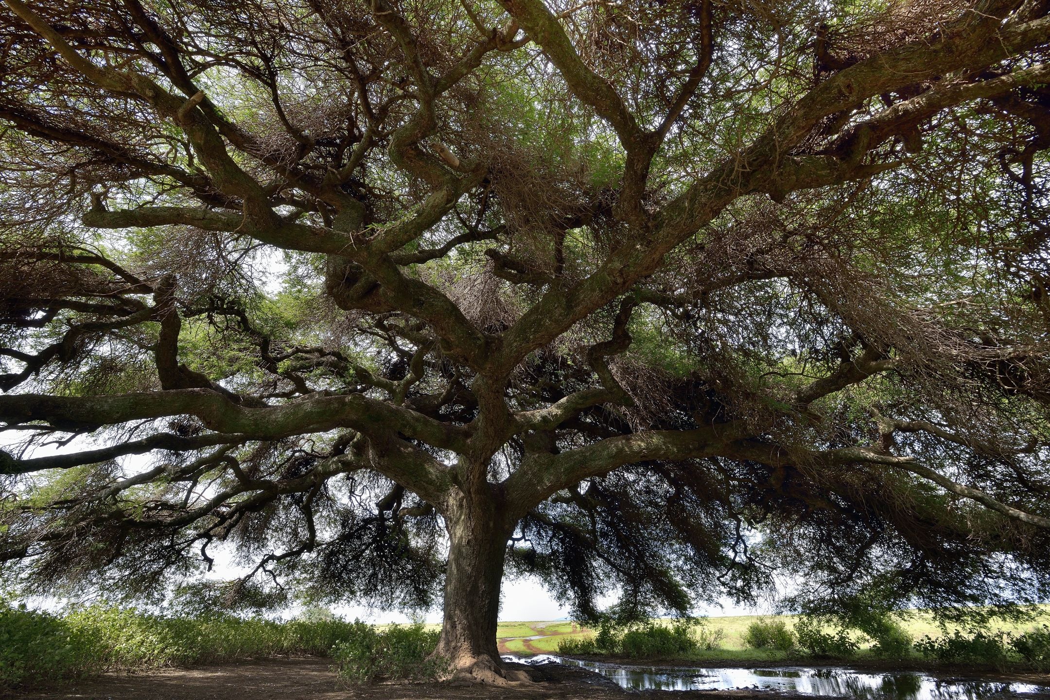 Ngorongoro Coservation Area - L'albero di satana