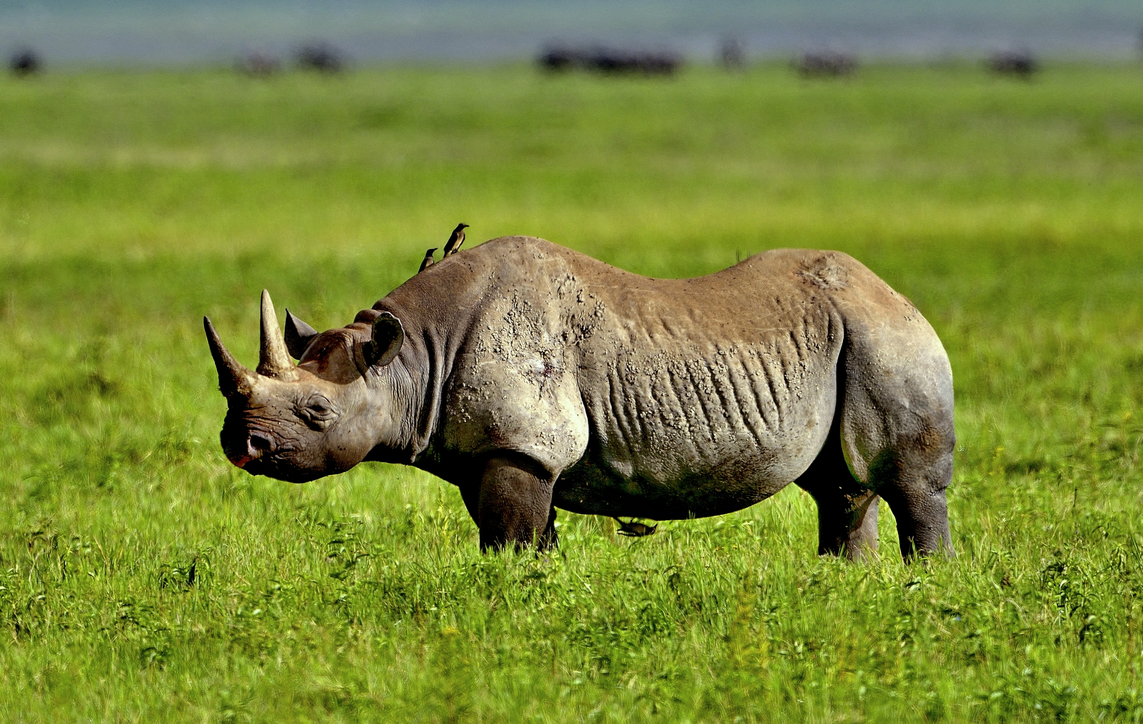 Ngorongoro Crater - Rino